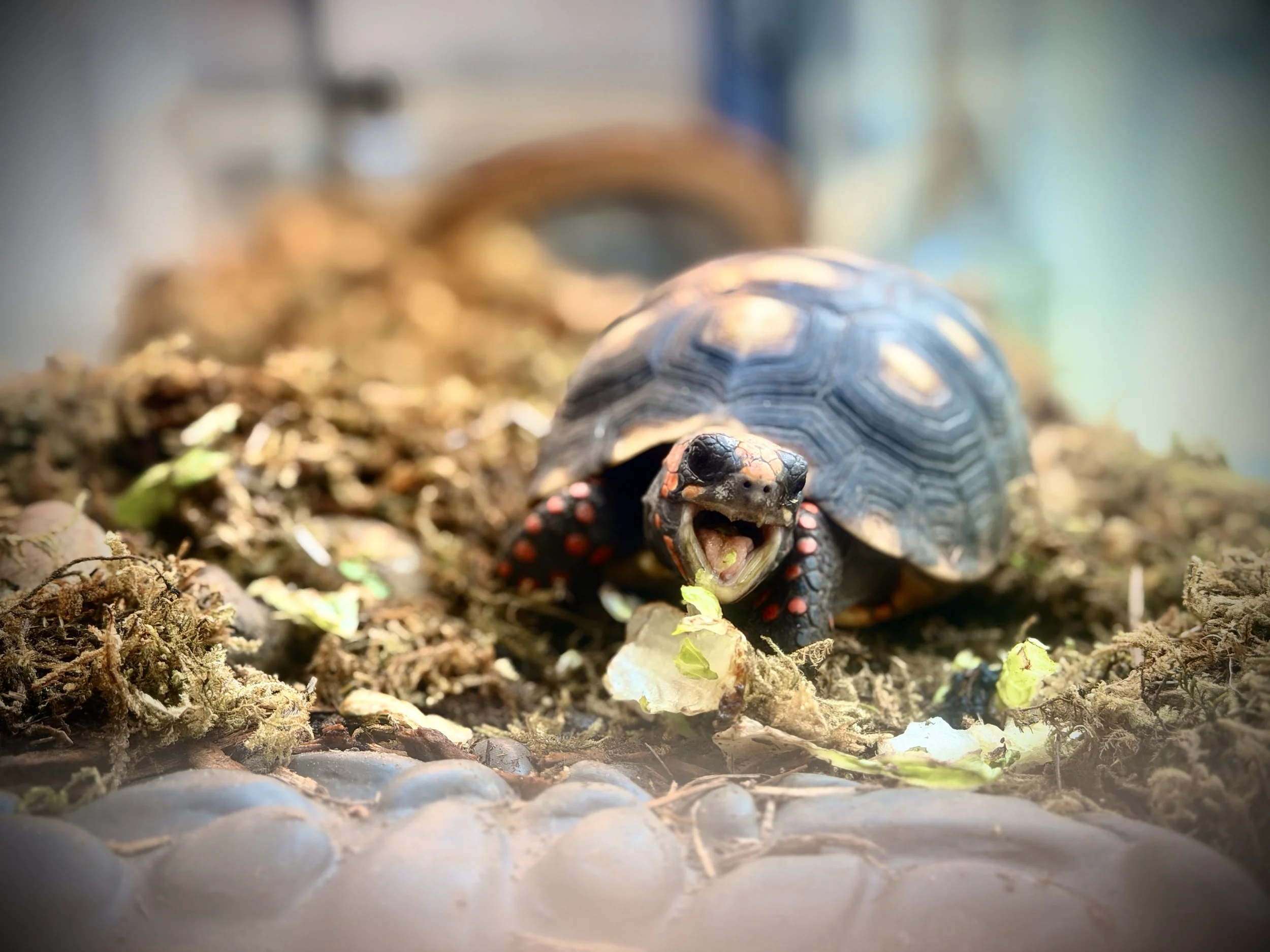 A turtle with a black shell and red spots on its skin crawling on the ground among dirt, small rocks, and green bits of plant.