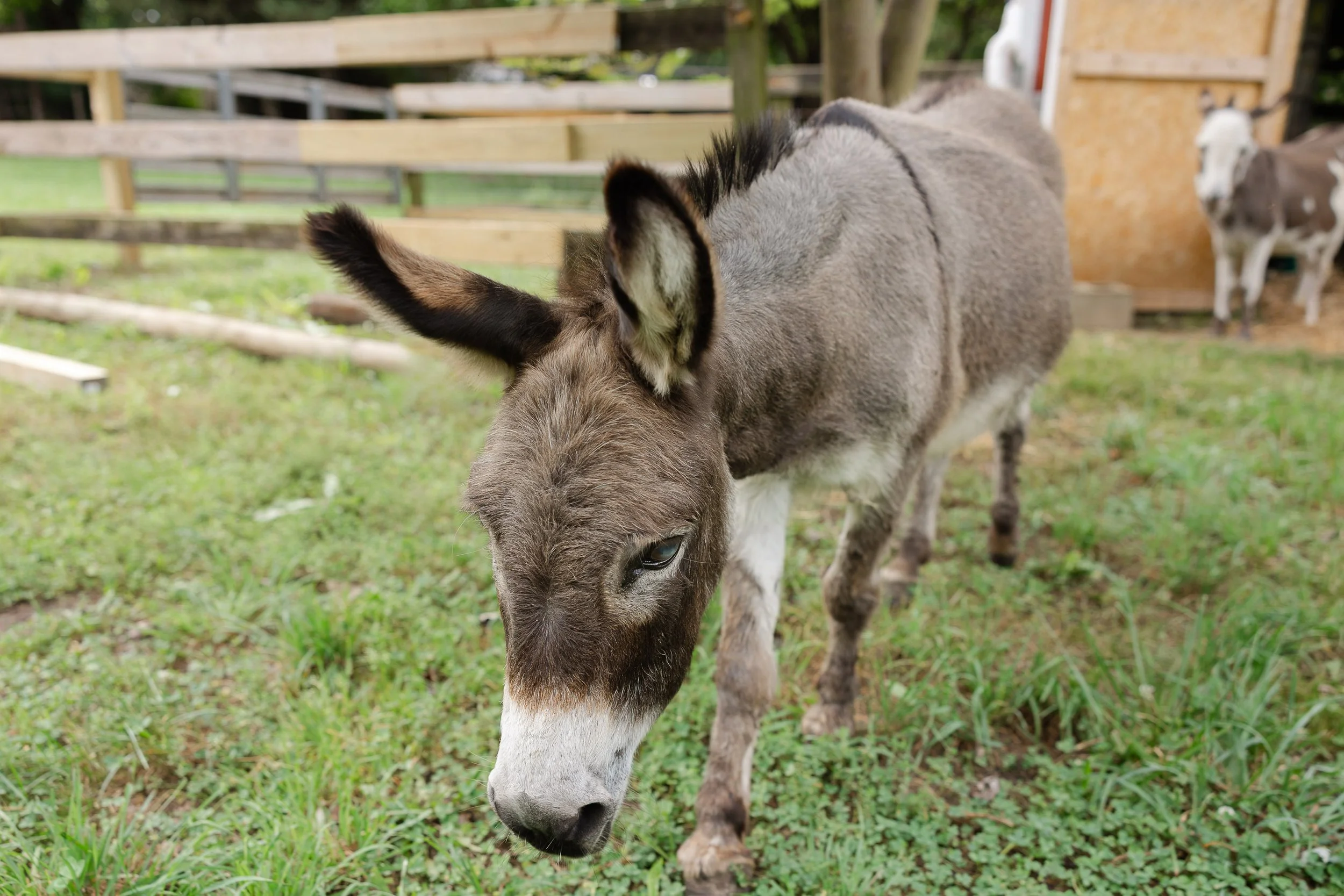 A close-up of a young donkey with gray fur and white markings on its face, grazing on green grass in a fenced outdoor area.
