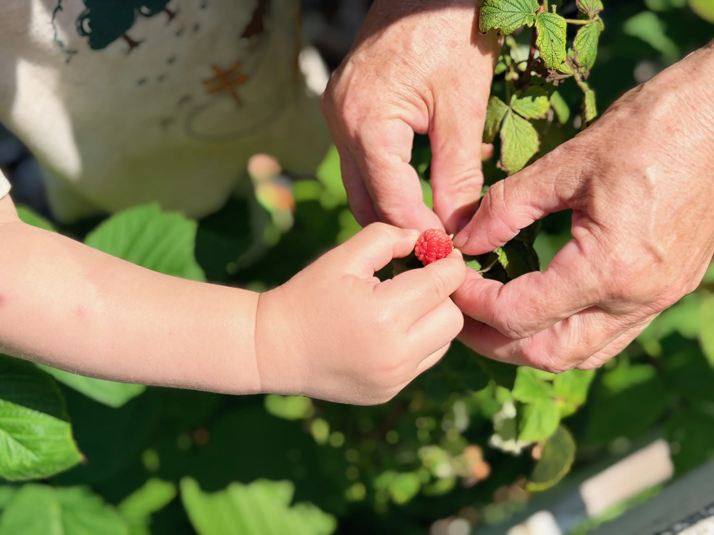 Close-up of two people harvesting a ripe red raspberry from a green plant outdoors.