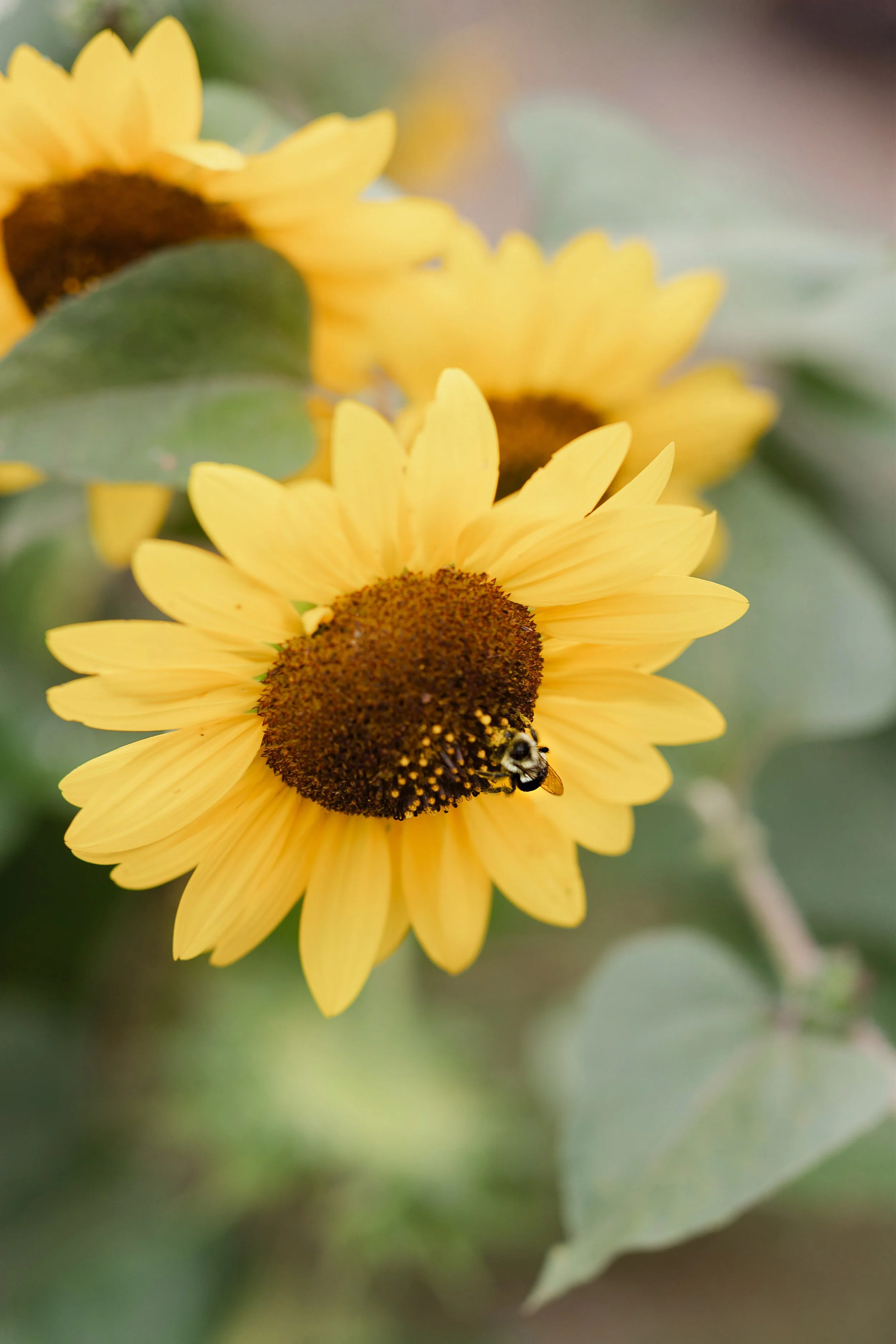 Close-up of yellow sunflower with brown center and a bee on the petals, blurred green background.