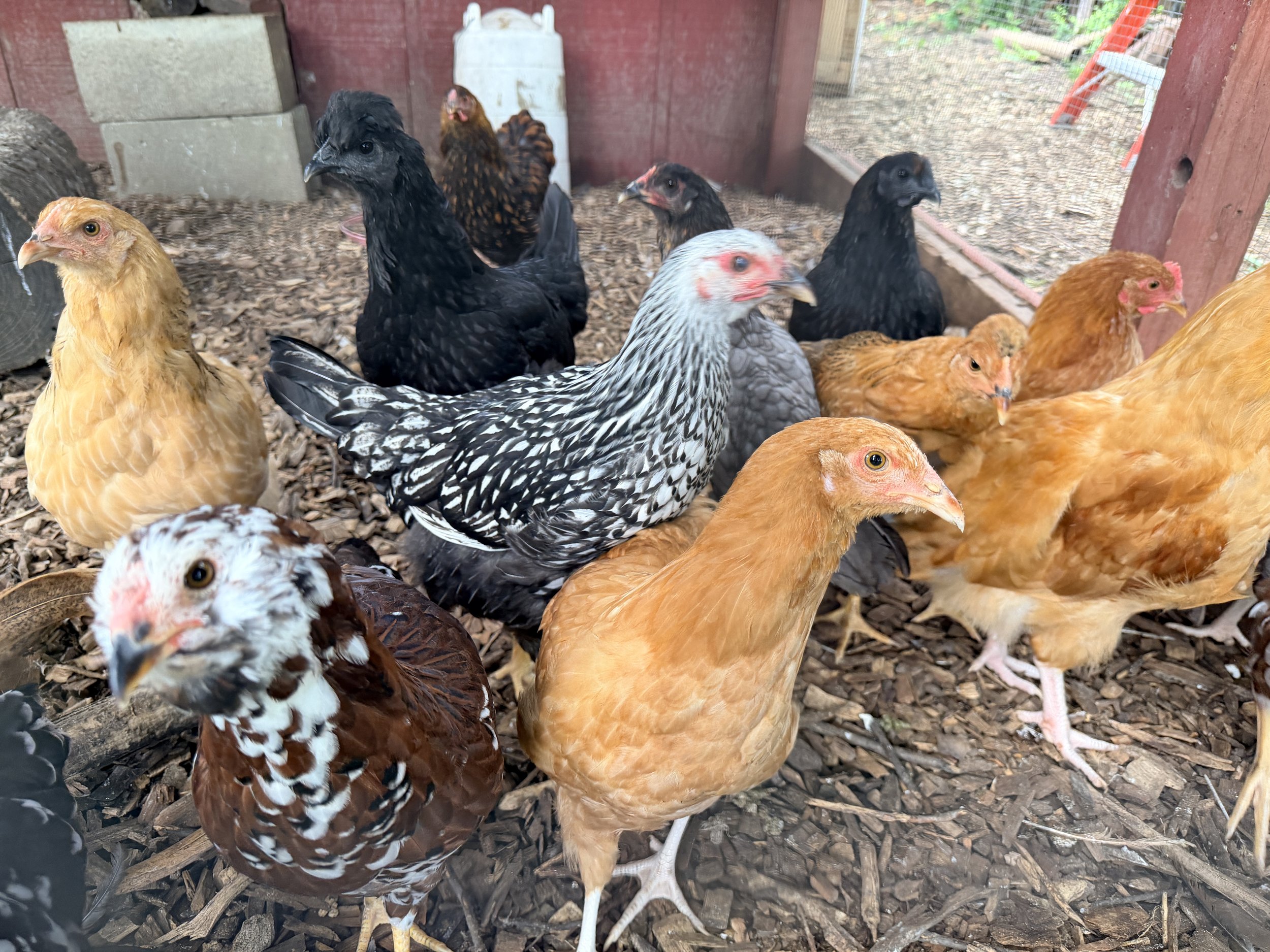 A group of chickens of different colors and breeds inside a coop with wood chips on the ground.