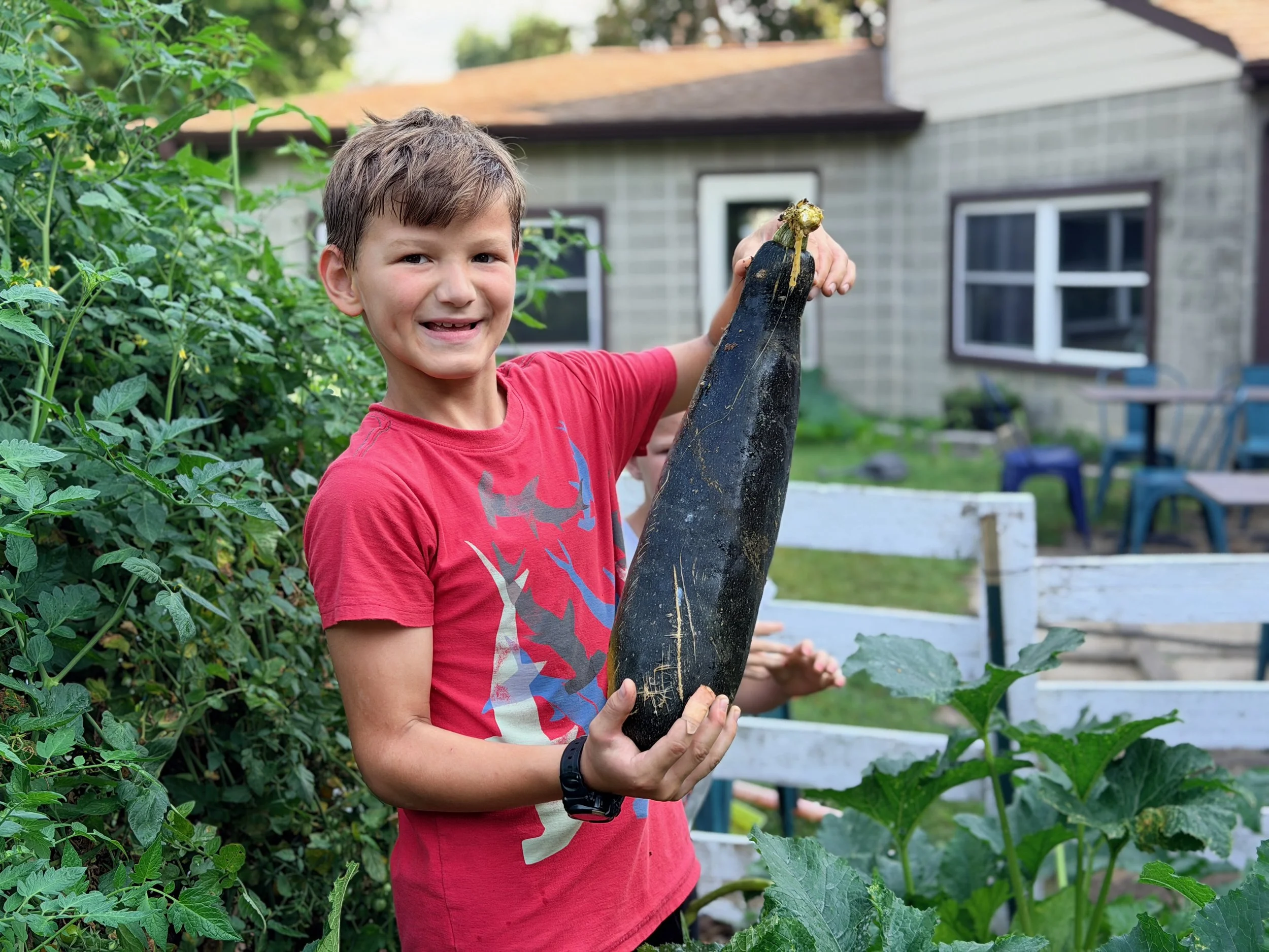 A young boy in a red t-shirt is holding a freshly picked dark zucchini in a garden with green plants and a house in the background.