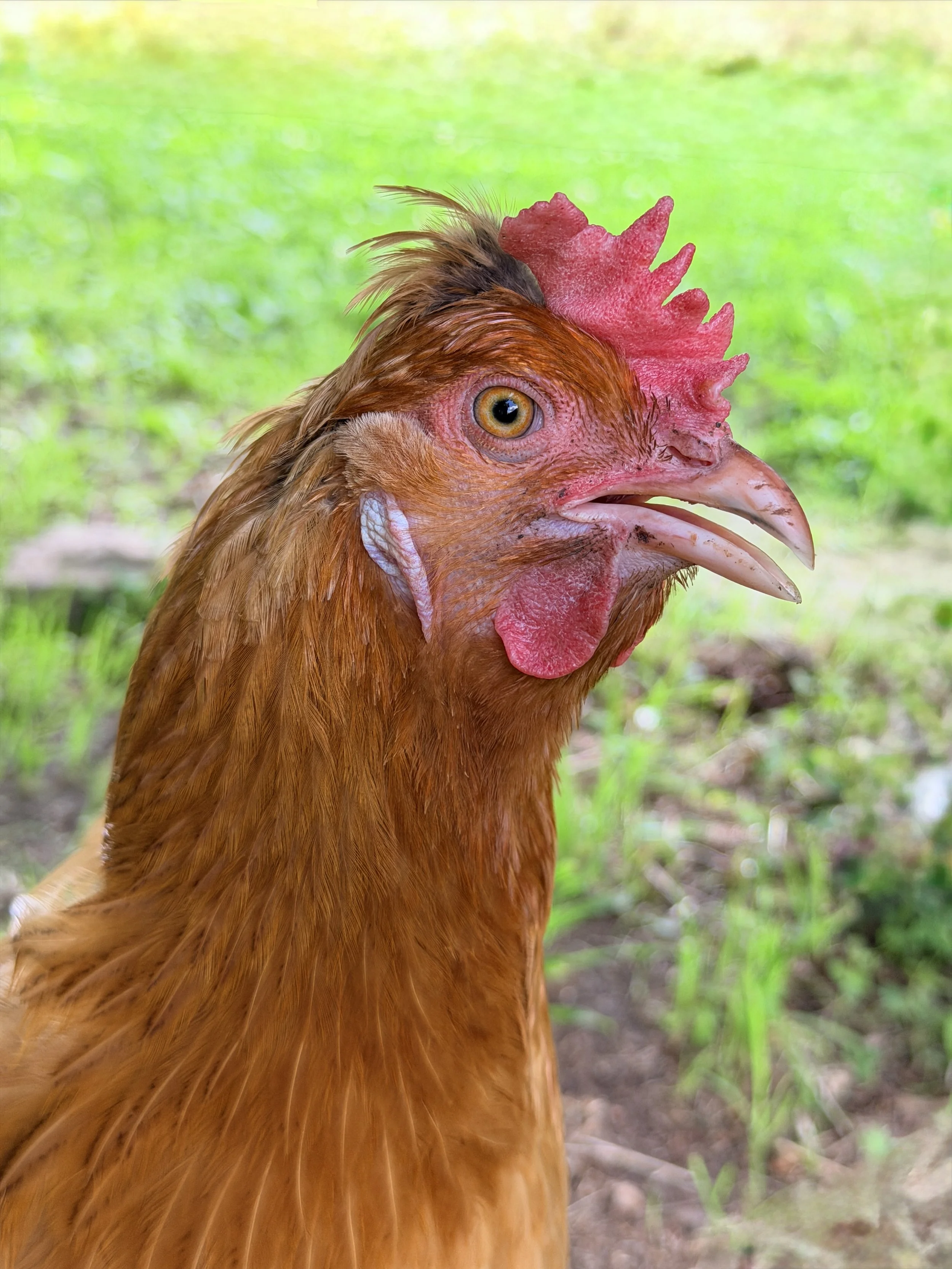 Close-up of a chicken's head showing its red comb, wattles, and eye, with brown feathers and a blurry green grassy background.