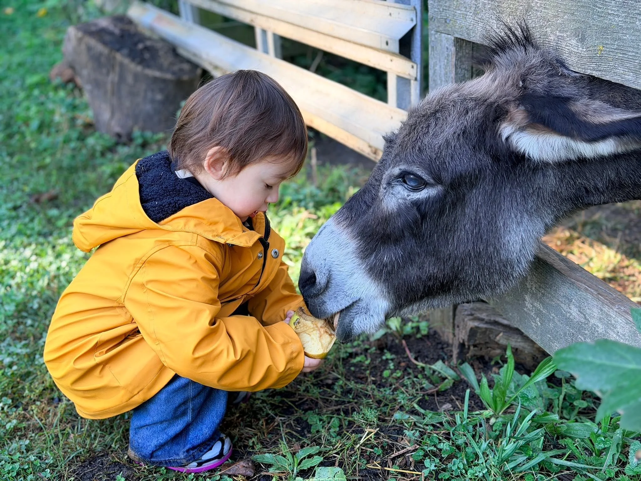 A young child wearing a yellow jacket and blue jeans is squatting on the grass, feeding or petting a large donkey with a gray coat and white markings near a wooden fence.