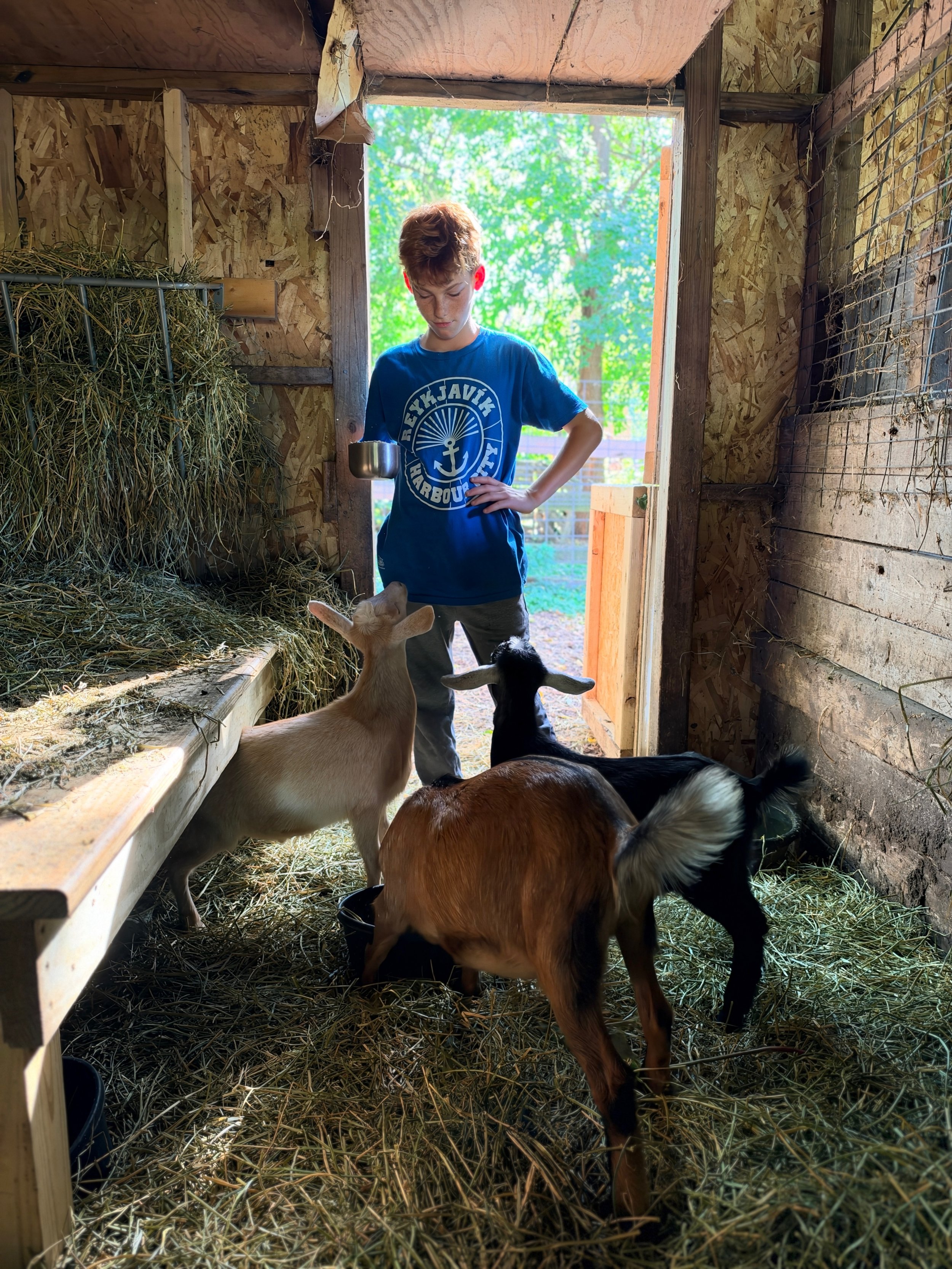 A boy wearing a blue t-shirt standing inside a wooden barn with goats, one beige and one black, eating hay on the floor. The boy is looking down at the goats, and there's greenery visible outside through the barn doorway.