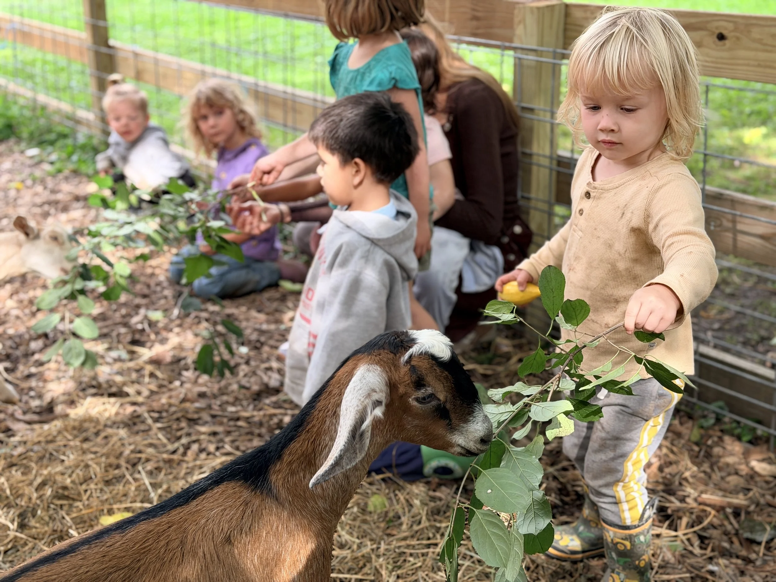 Group of children sitting on the ground at a farm, feeding a baby goat with a leafy branch, in a rustic outdoor setting with wooden fencing and green foliage.