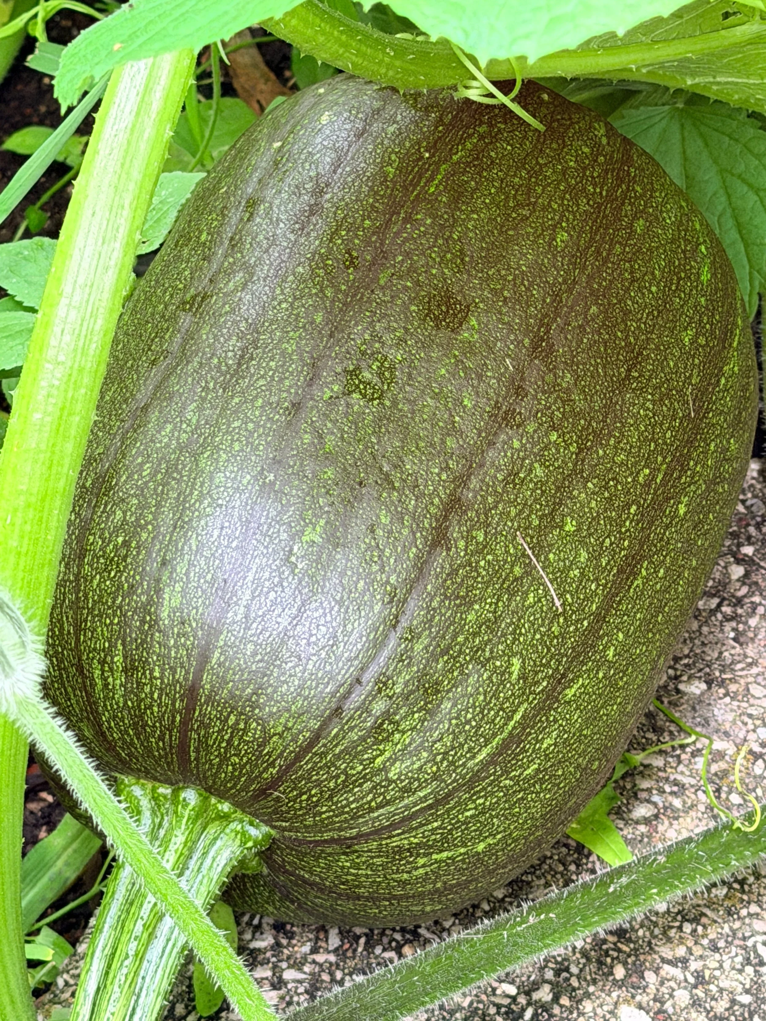 A close-up of a large dark green pumpkin with mottled yellow-green patterns on its surface, surrounded by green leaves and grass.