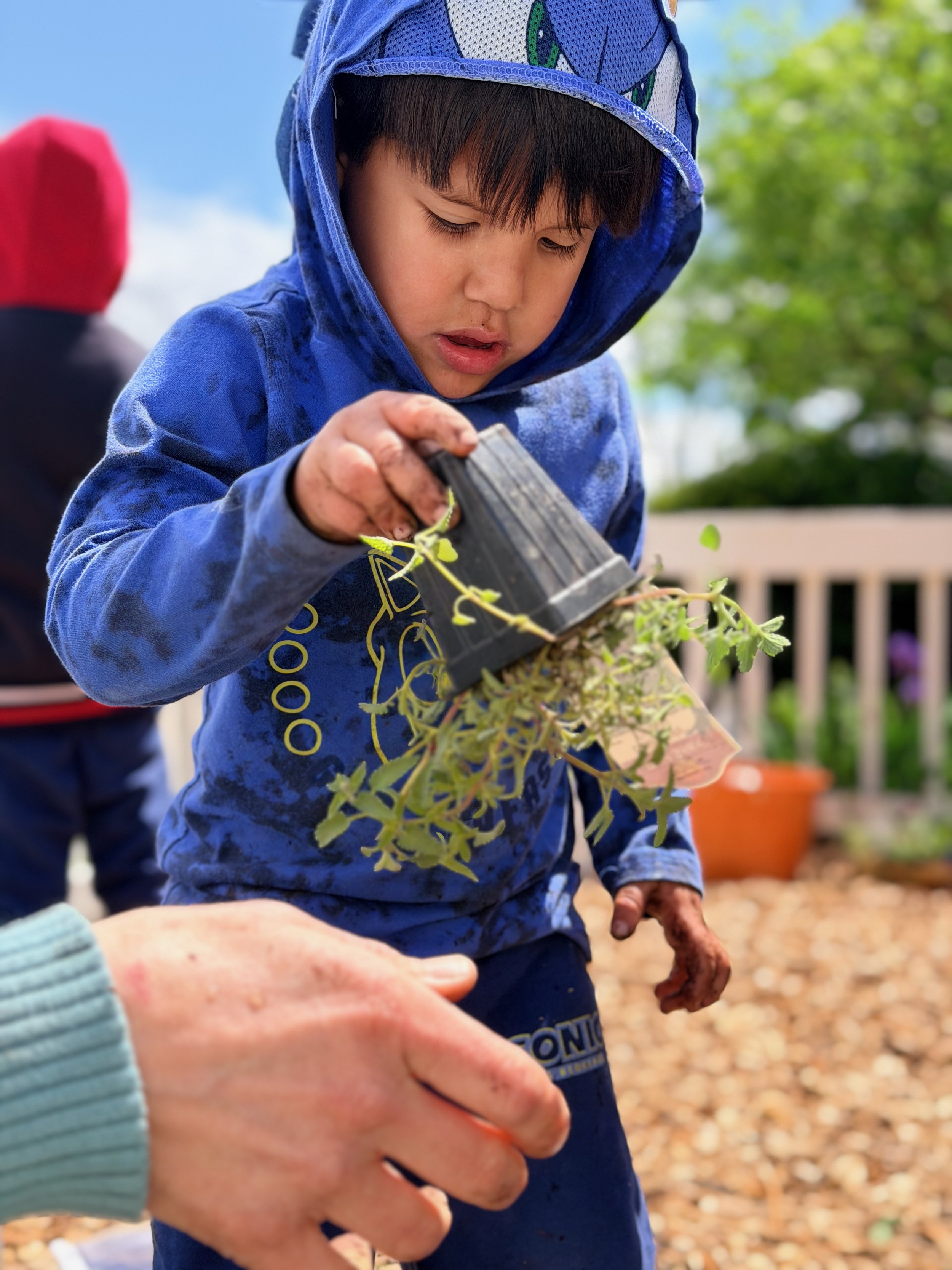 A young boy wearing a blue hoodie looks down as he plants a small sprout in soil. An adult's hand is near the plant, possibly assisting or guiding him. The background features a blurred fence and green trees, indicating an outdoor gardening activity.