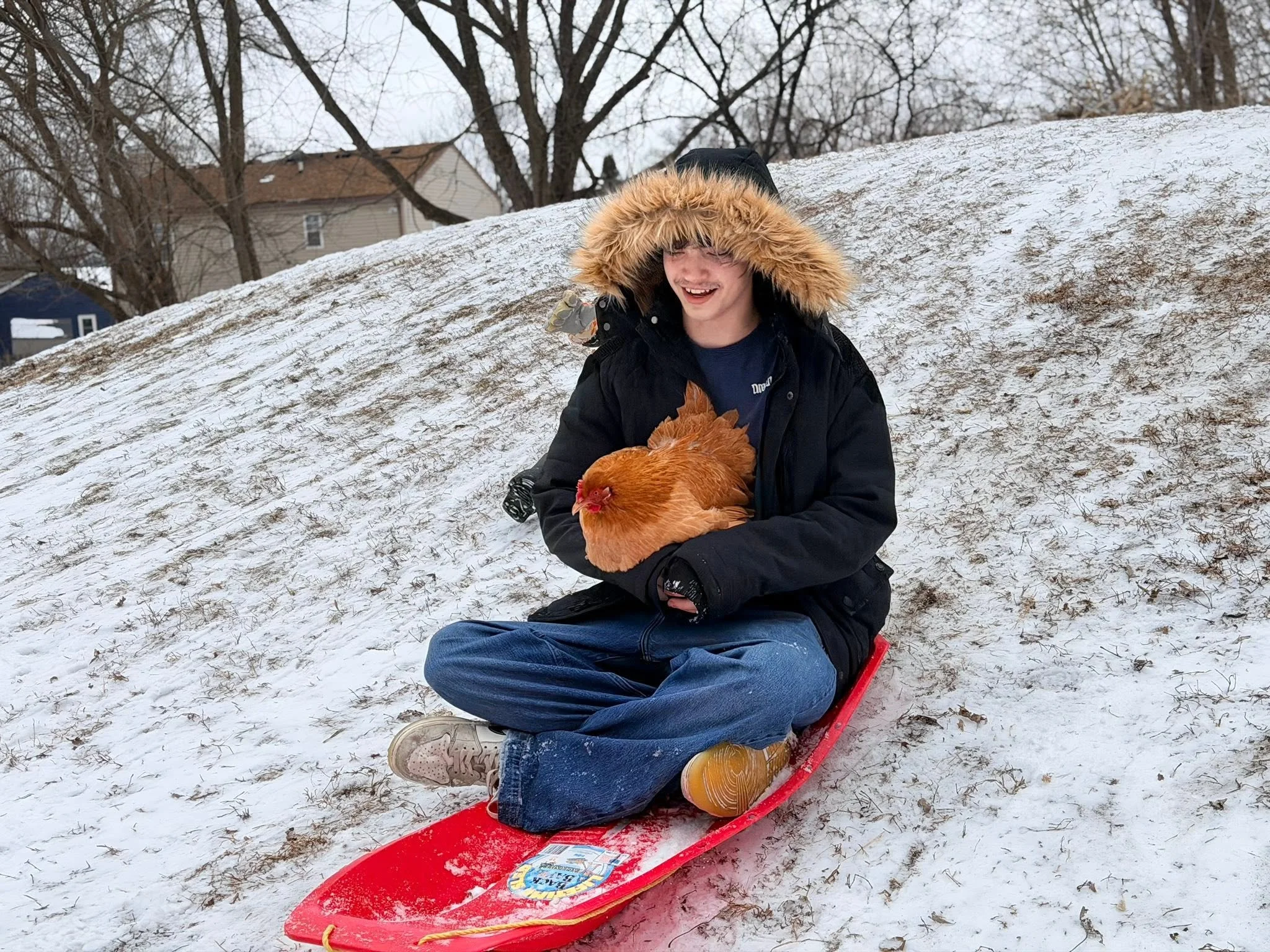 A person sitting on a red sled outdoors in the snow, holding a chicken, with trees and houses in the background.
