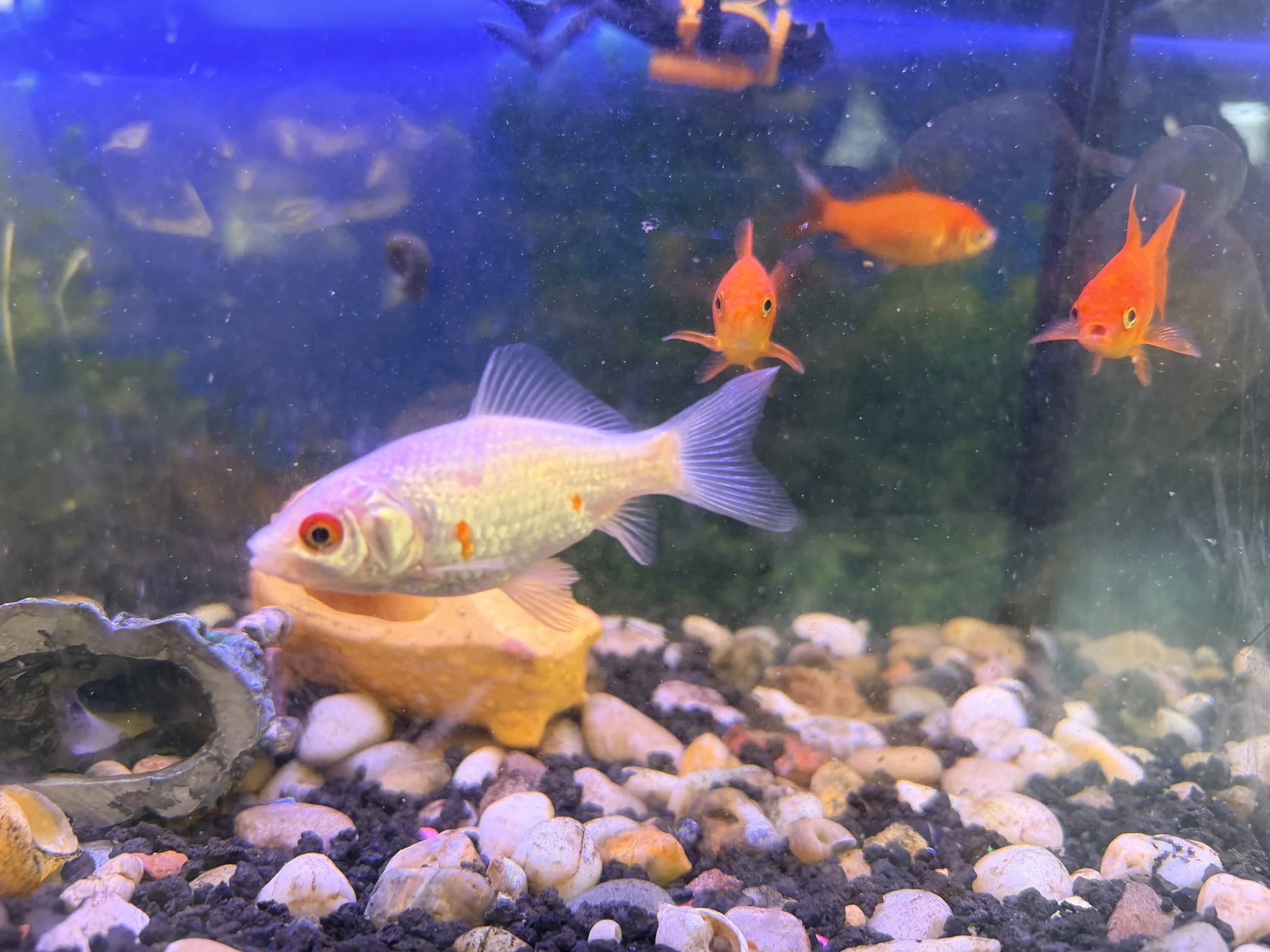 Colorful fish swimming in an aquarium with rocks at the bottom, including orange, purple, and white fish.