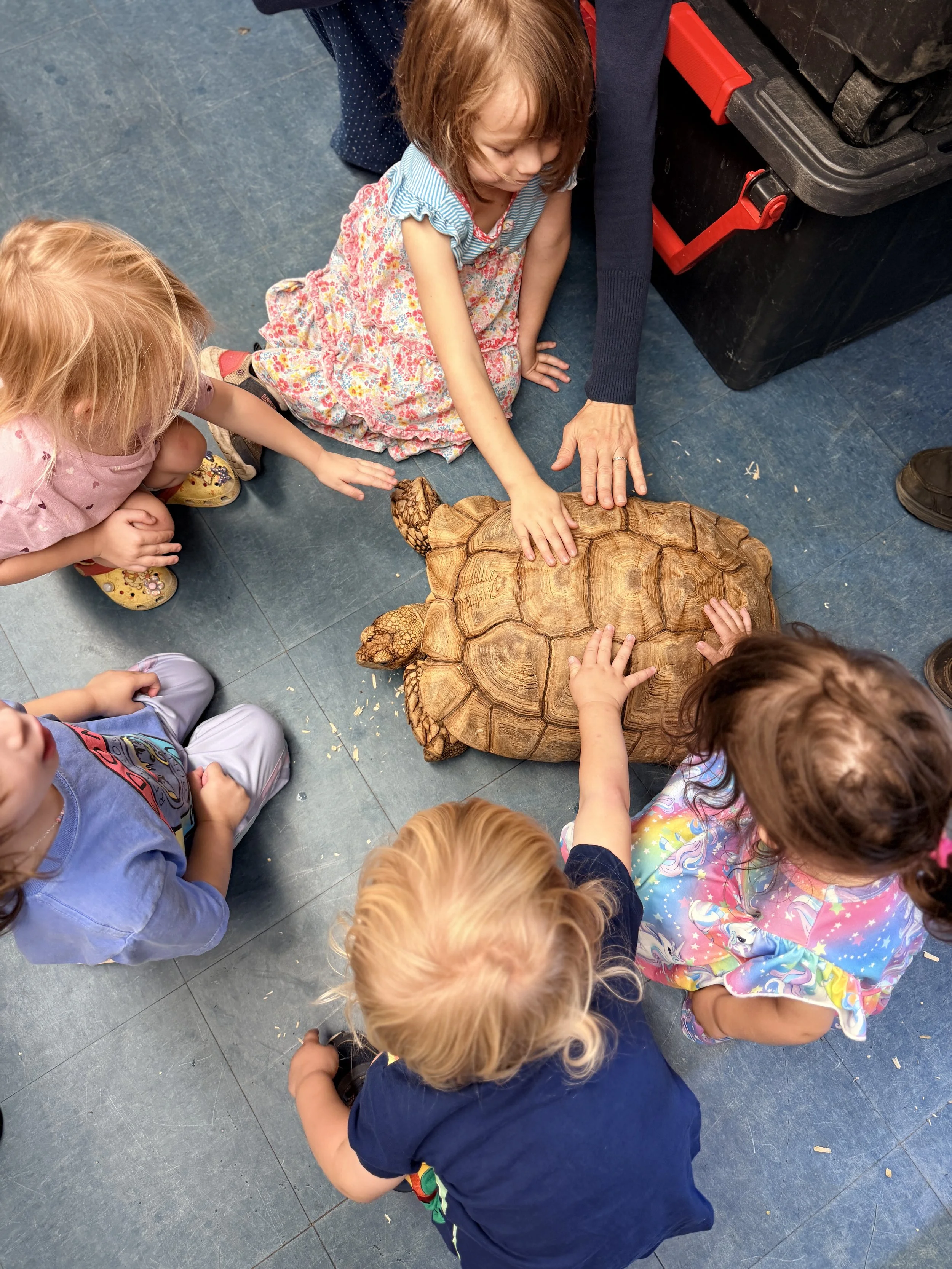 Children gathered around a large wooden tortoise on the floor, touching it, with an adult assisting, in an indoor setting.