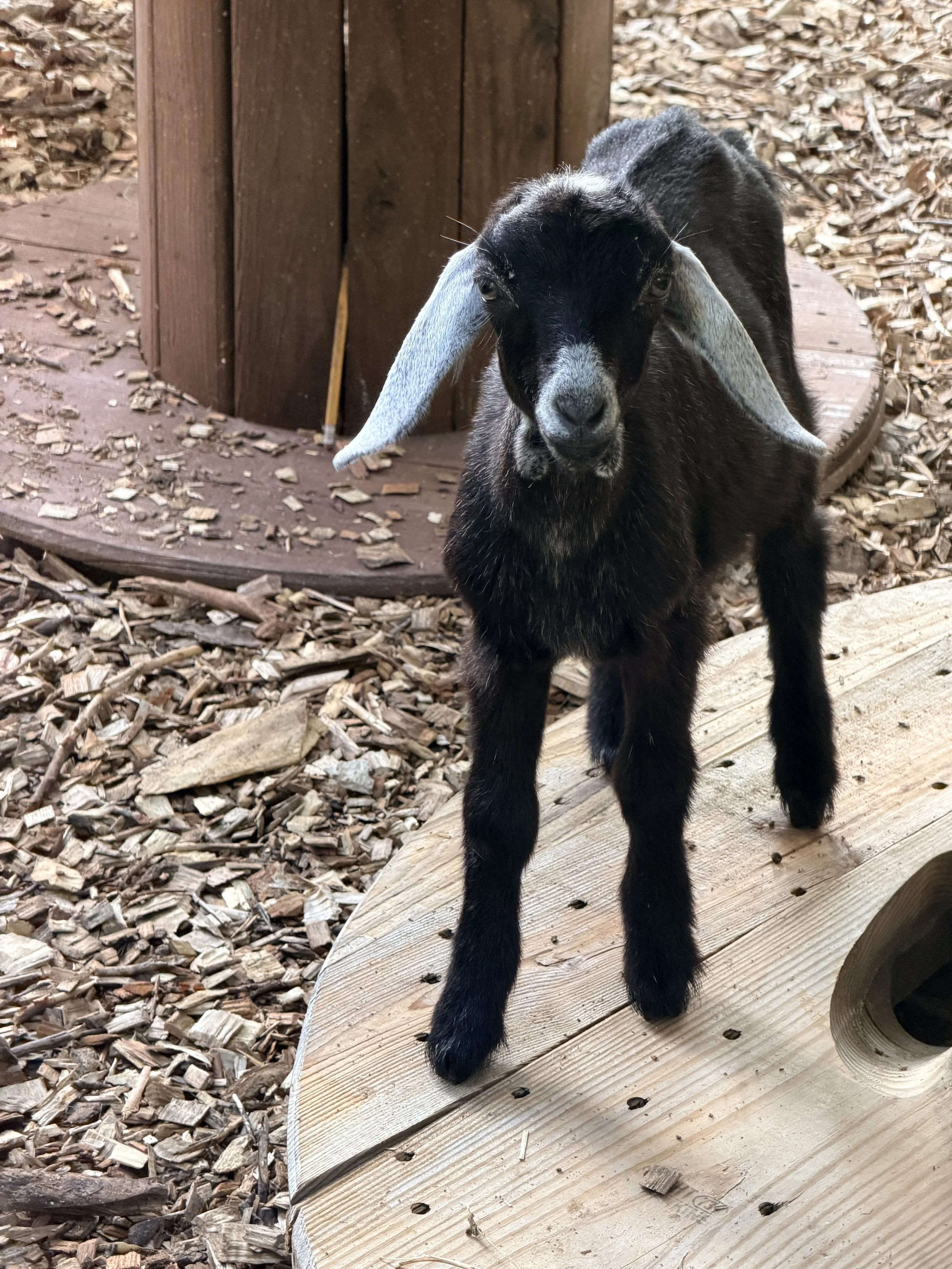A young black goat with long, floppy gray ears standing on a wooden platform.