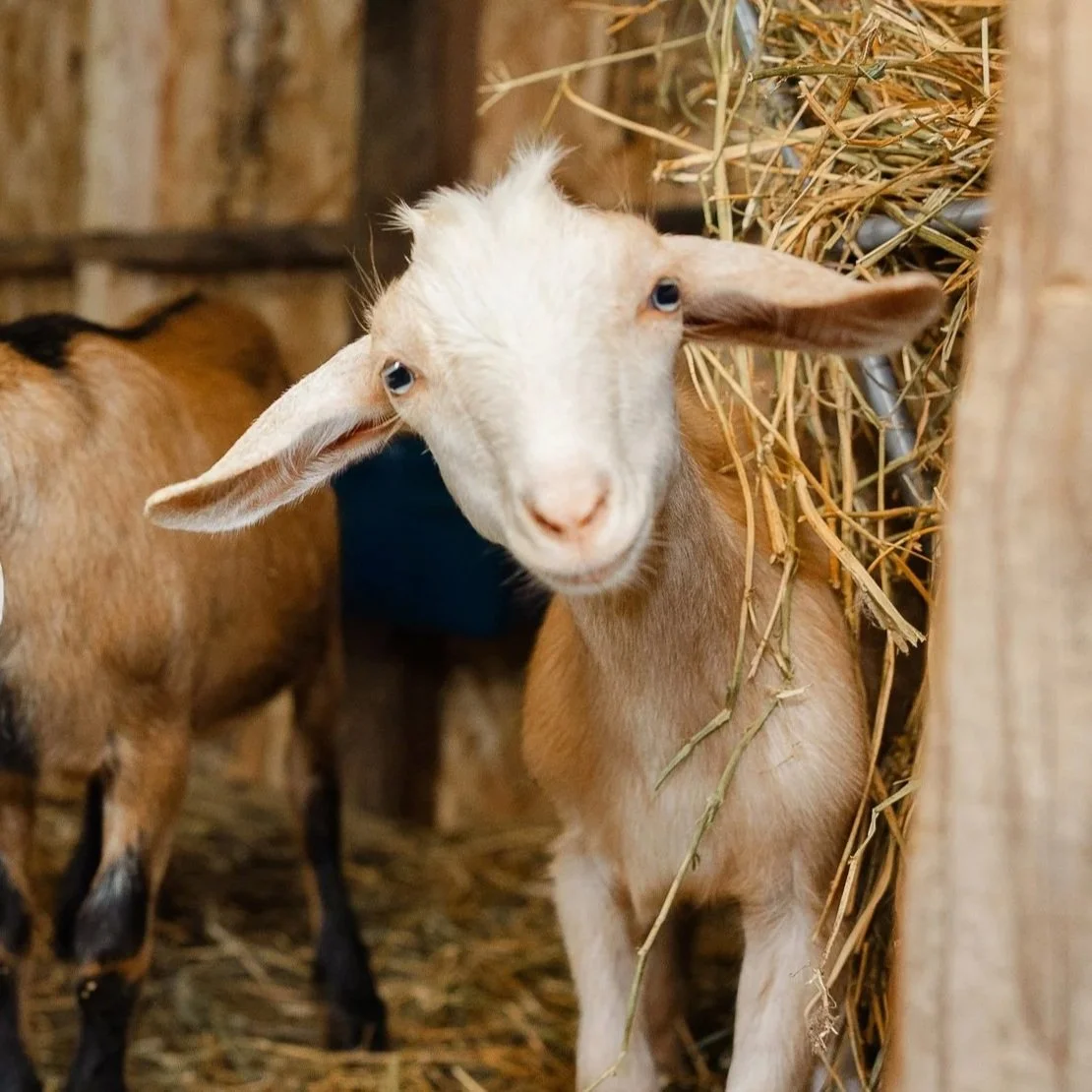 Young goat with white face and brown body standing in a barn, eating hay.