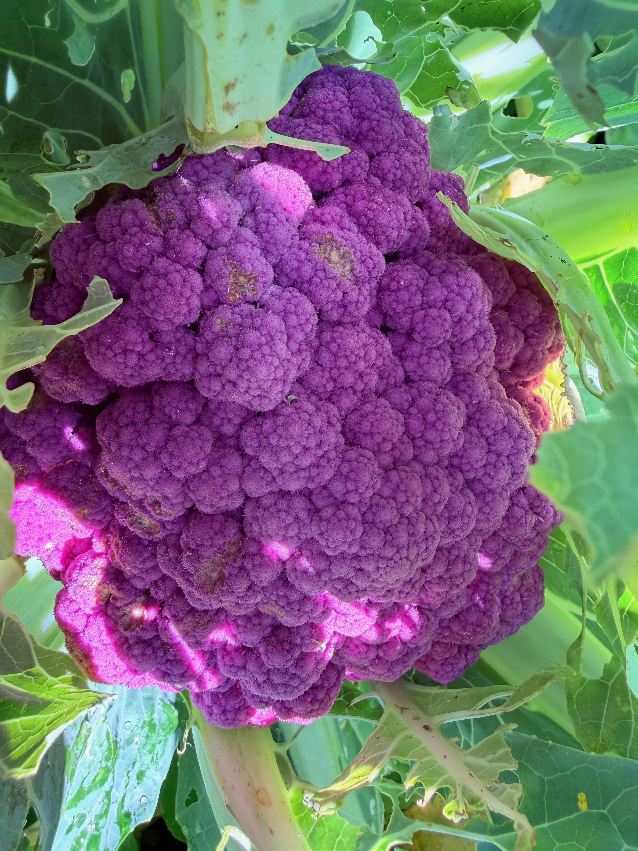 Close-up of a purple cauliflower growing among green leaves.