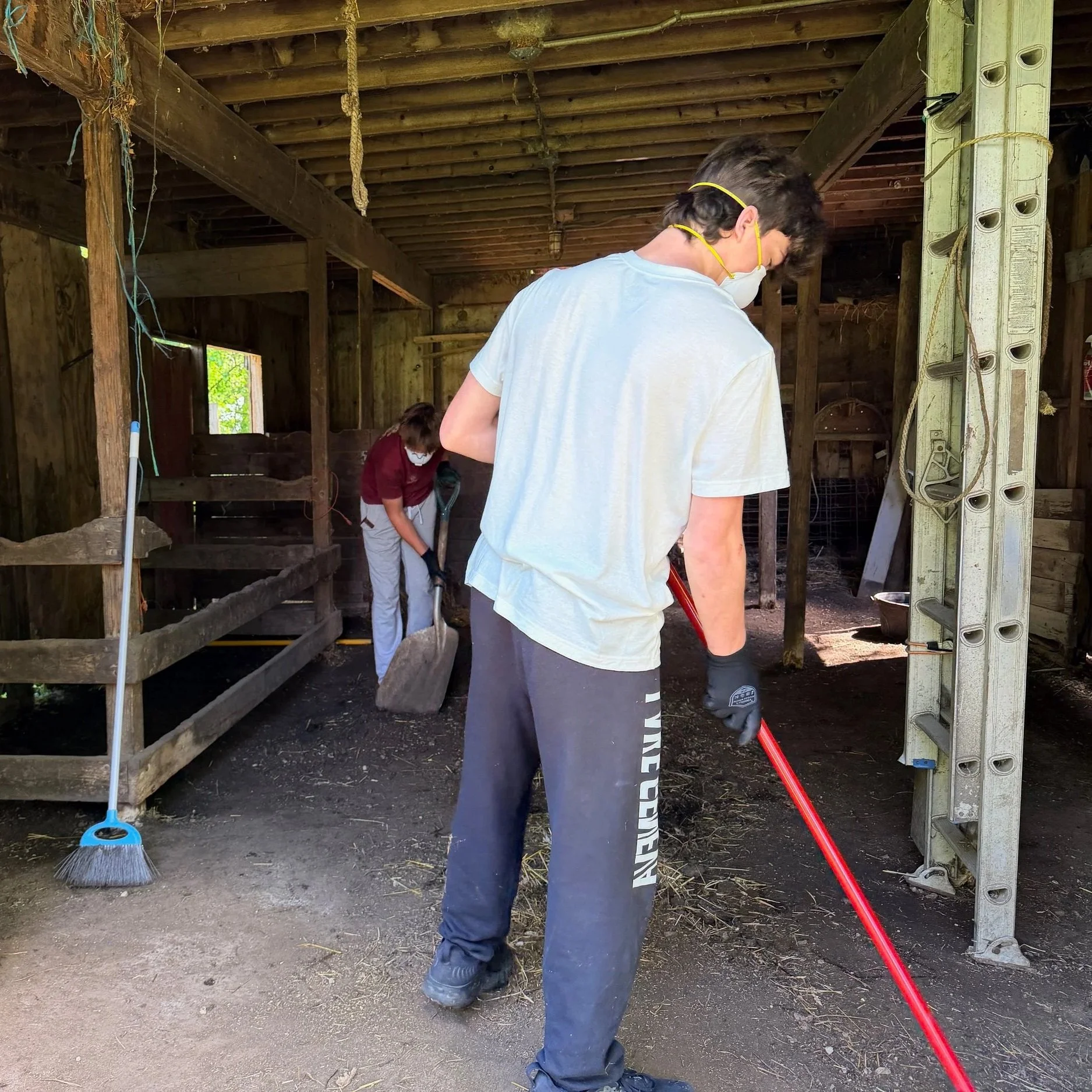 Two people working inside a rustic, wooden barn on a dirt floor, wearing masks and gloves, with cleaning tools such as a broom and rake nearby.