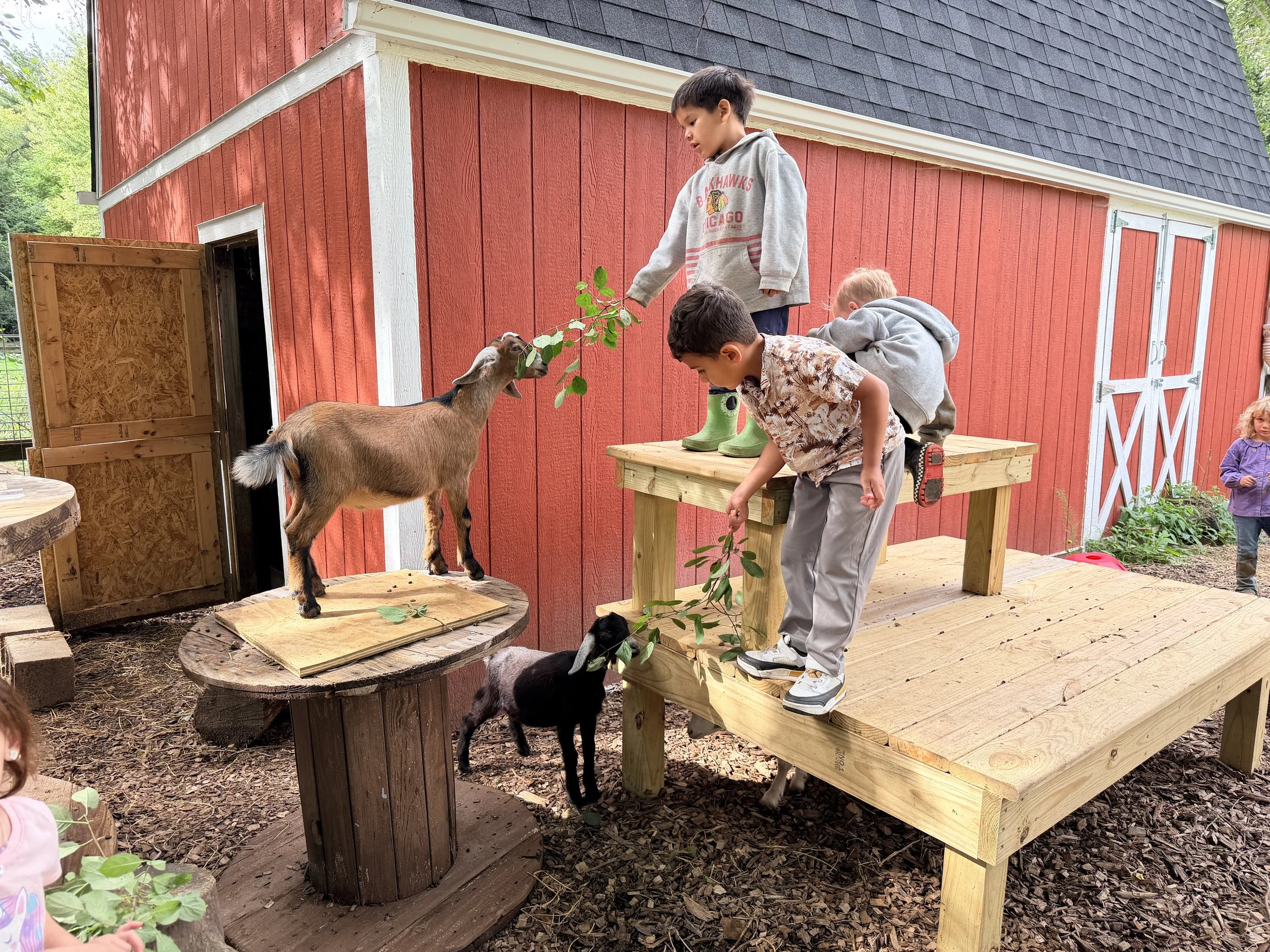 Children feeding goats on a wooden platform outside a red barn.