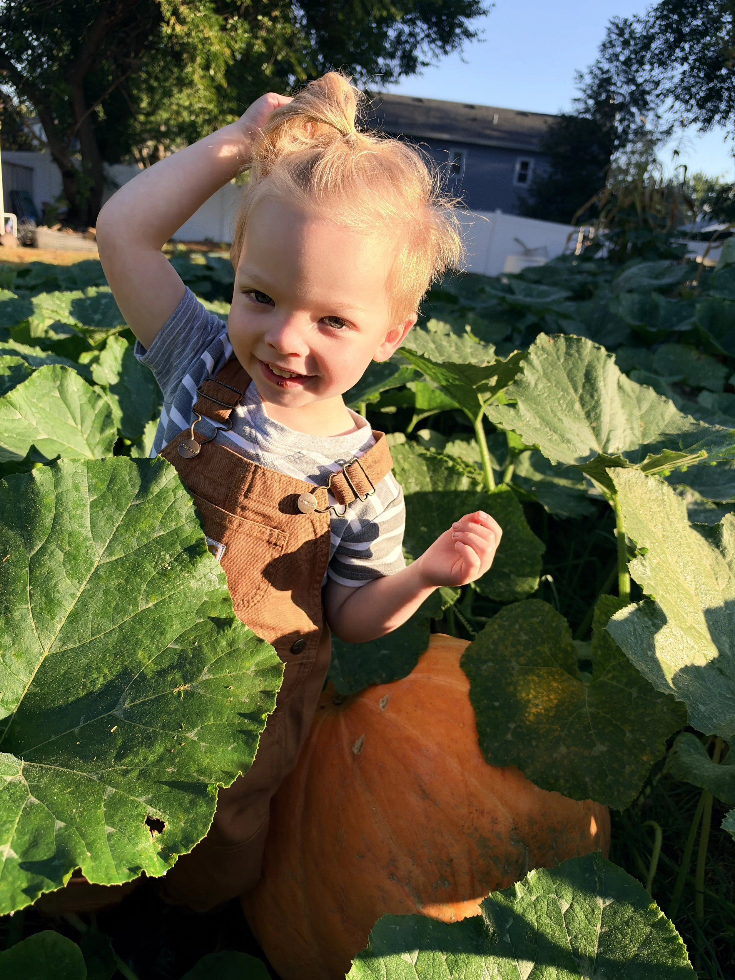A young child with blond hair and blue eyes smiling and holding a handful of a large, orange pumpkin while surrounded by green pumpkin leaves in a garden on a sunny day.