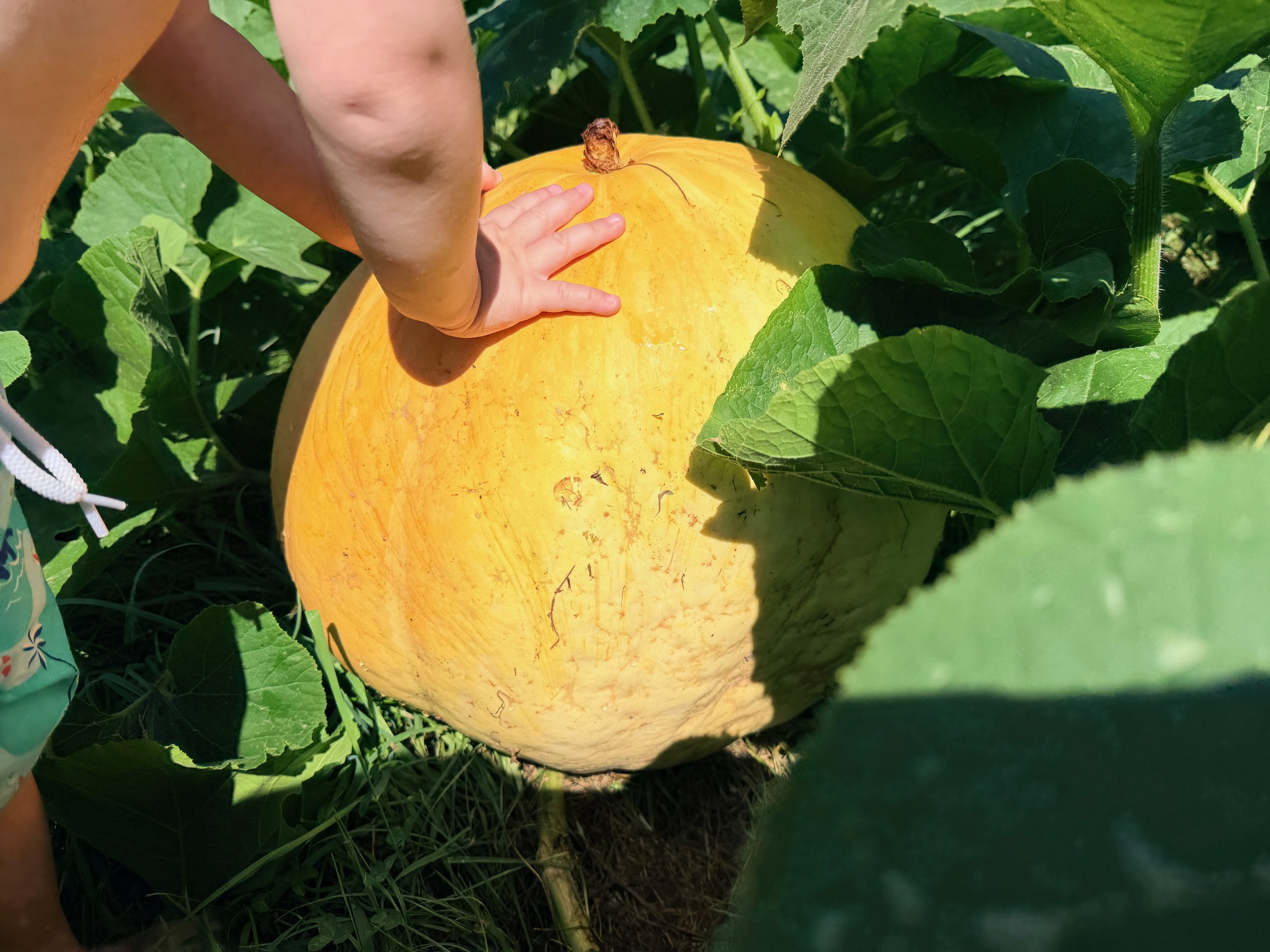 A large, ripe yellow pumpkin growing in a garden with green leaves surrounding it, and a child's hand reaching to touch it.
