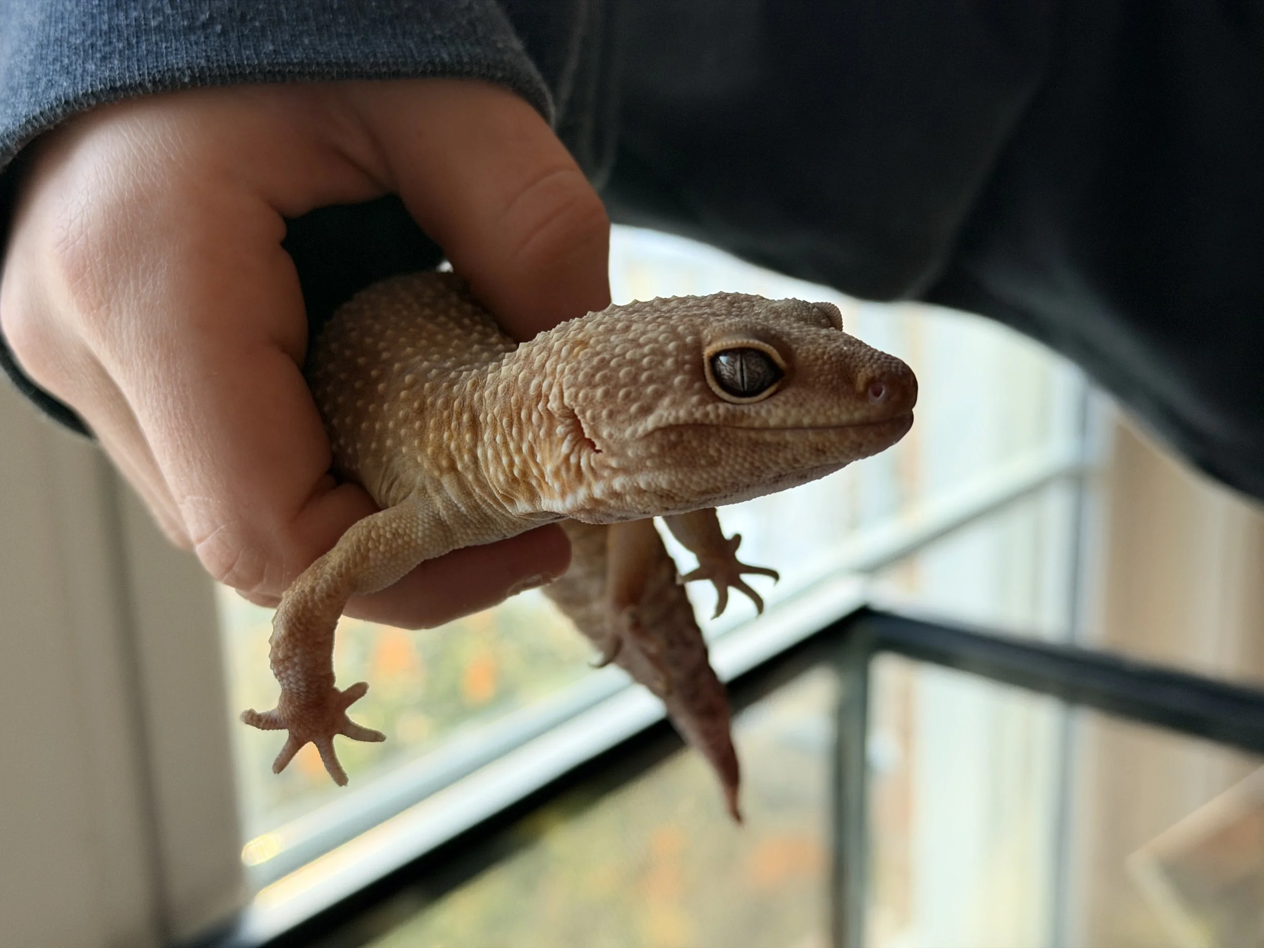 A person holding a small, brown, textured gecko near a window, with the gecko's head and eyes visible.