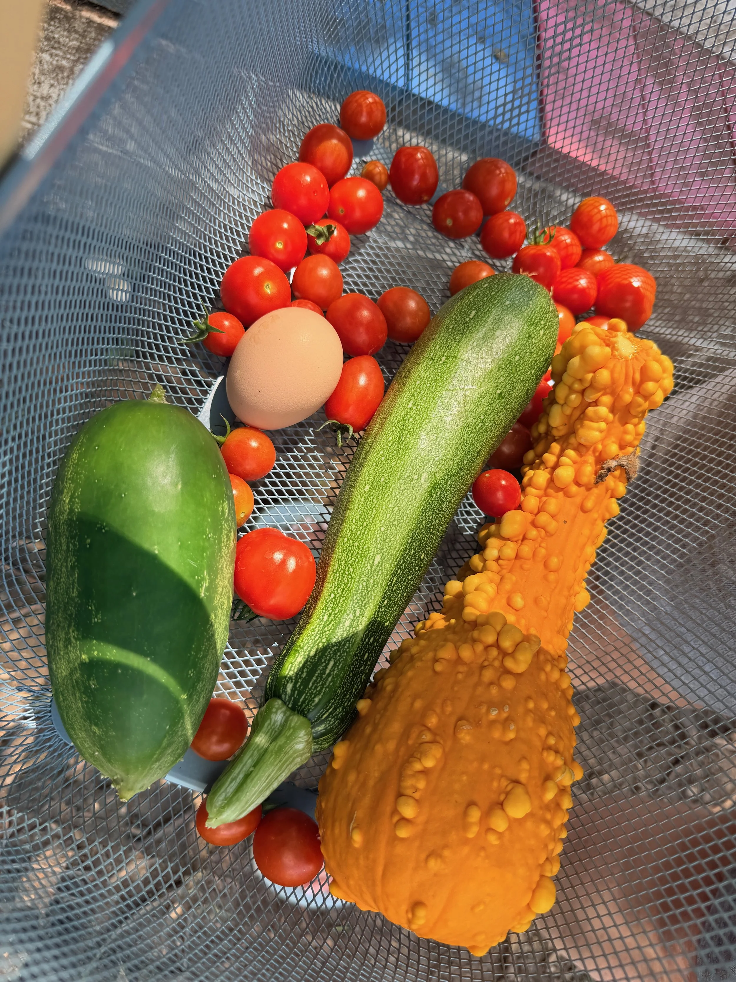 A stainless steel mesh basket containing a green squash, a yellow and orange gourd, a single brown egg, and multiple red cherry tomatoes.
