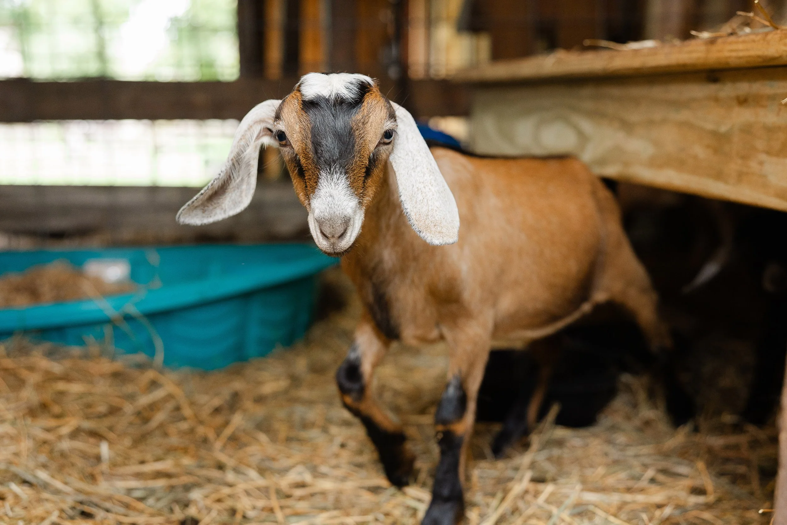 Young goat with brown, black, and white fur standing inside a barn, with hay and wooden walls in the background.