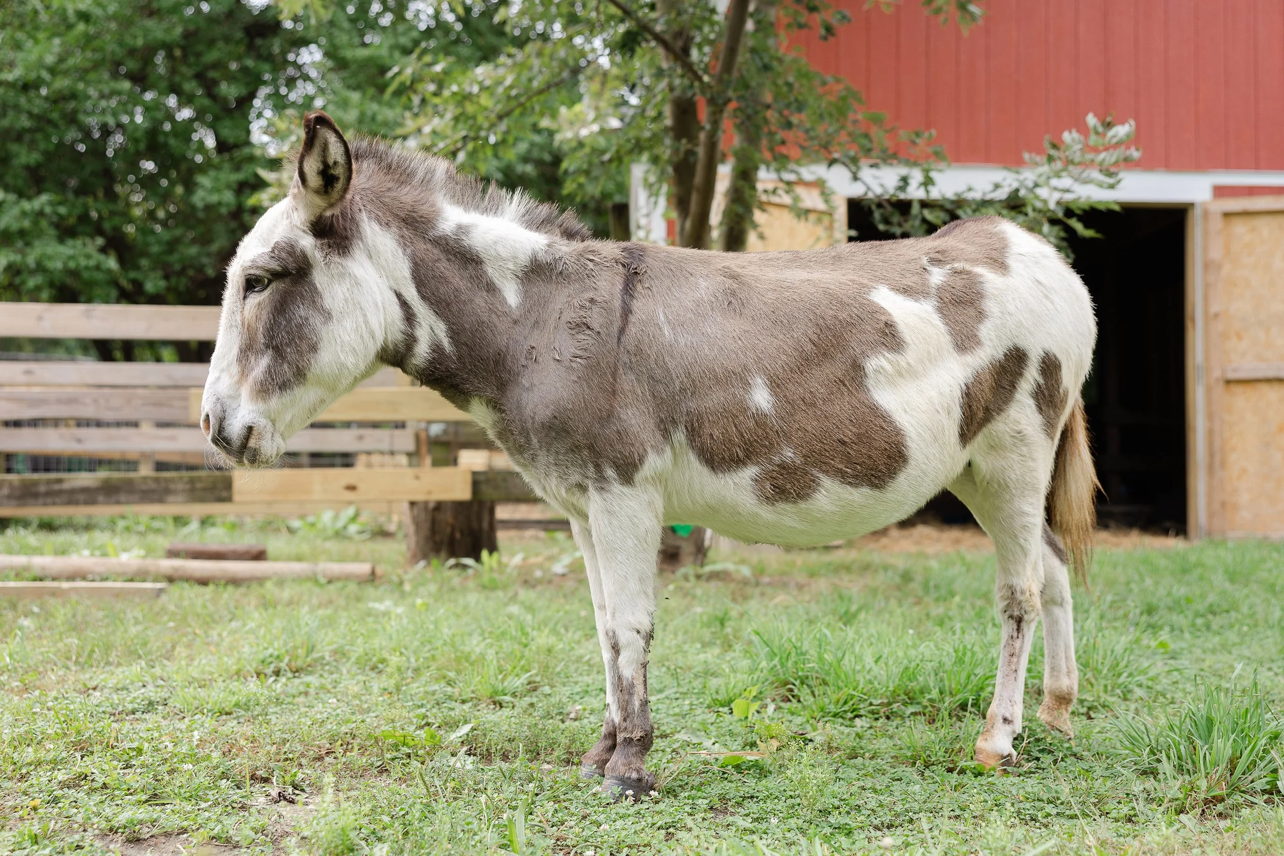 A gray and white pinto donkey standing on grass in a farmyard with a wooden fence, green trees, and a red barn in the background.