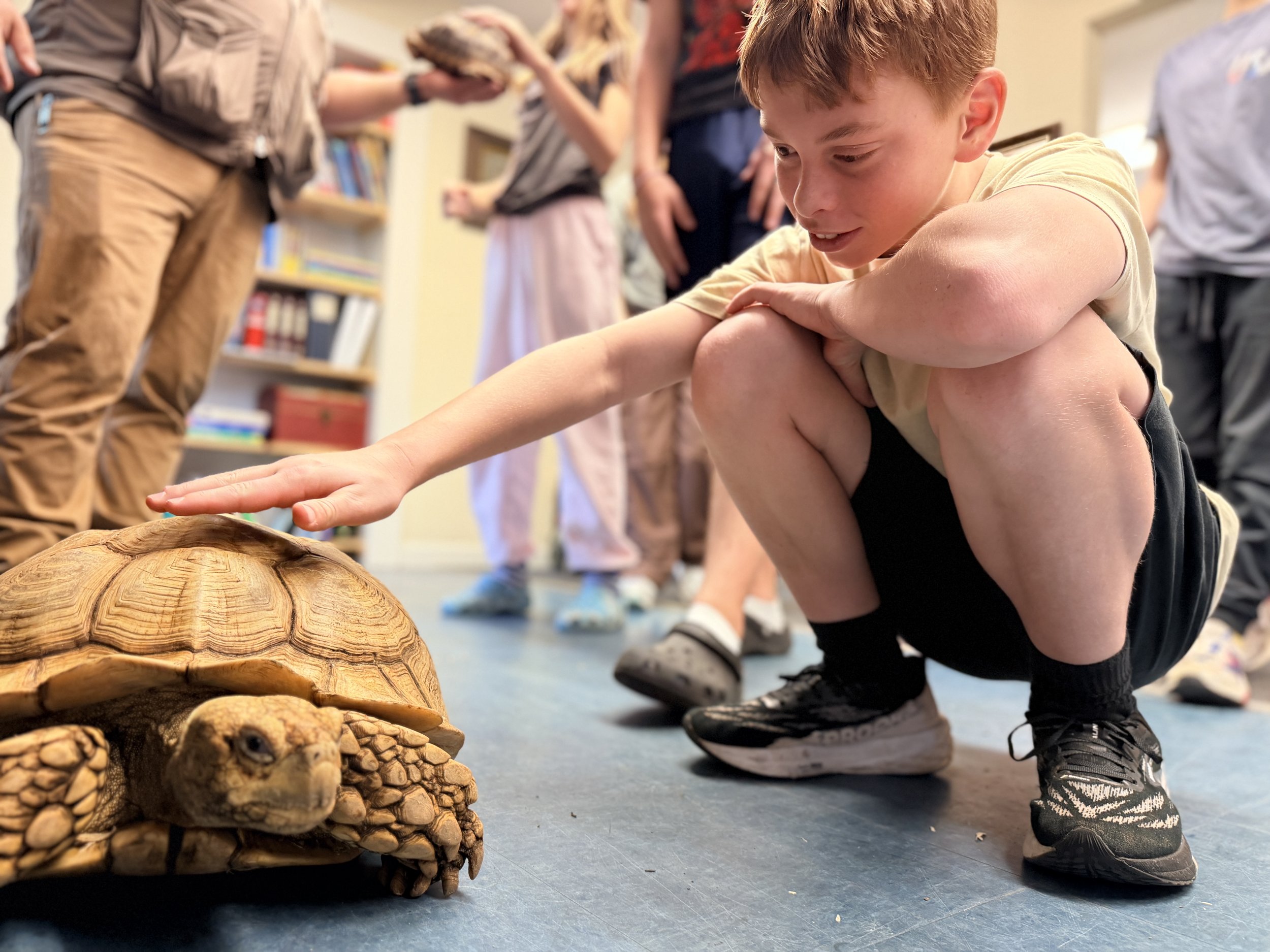 A young boy crouches down, touching a large tortoise in a room with bookshelves and other people in the background.