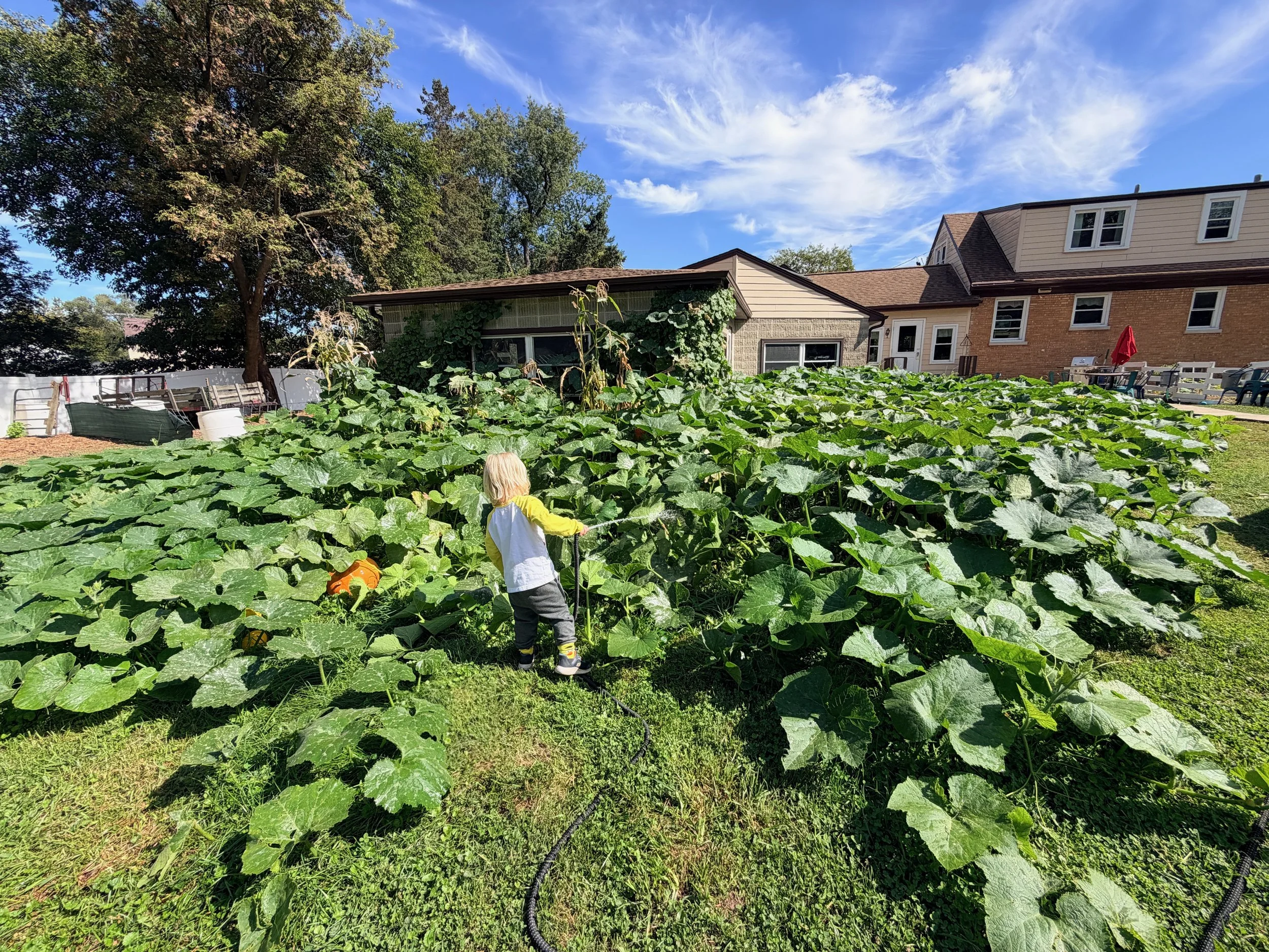 Child in a long-sleeved yellow and white shirt walking through a lush green pumpkin or squash patch in a backyard with a house and trees in the background, under a partly cloudy sky.