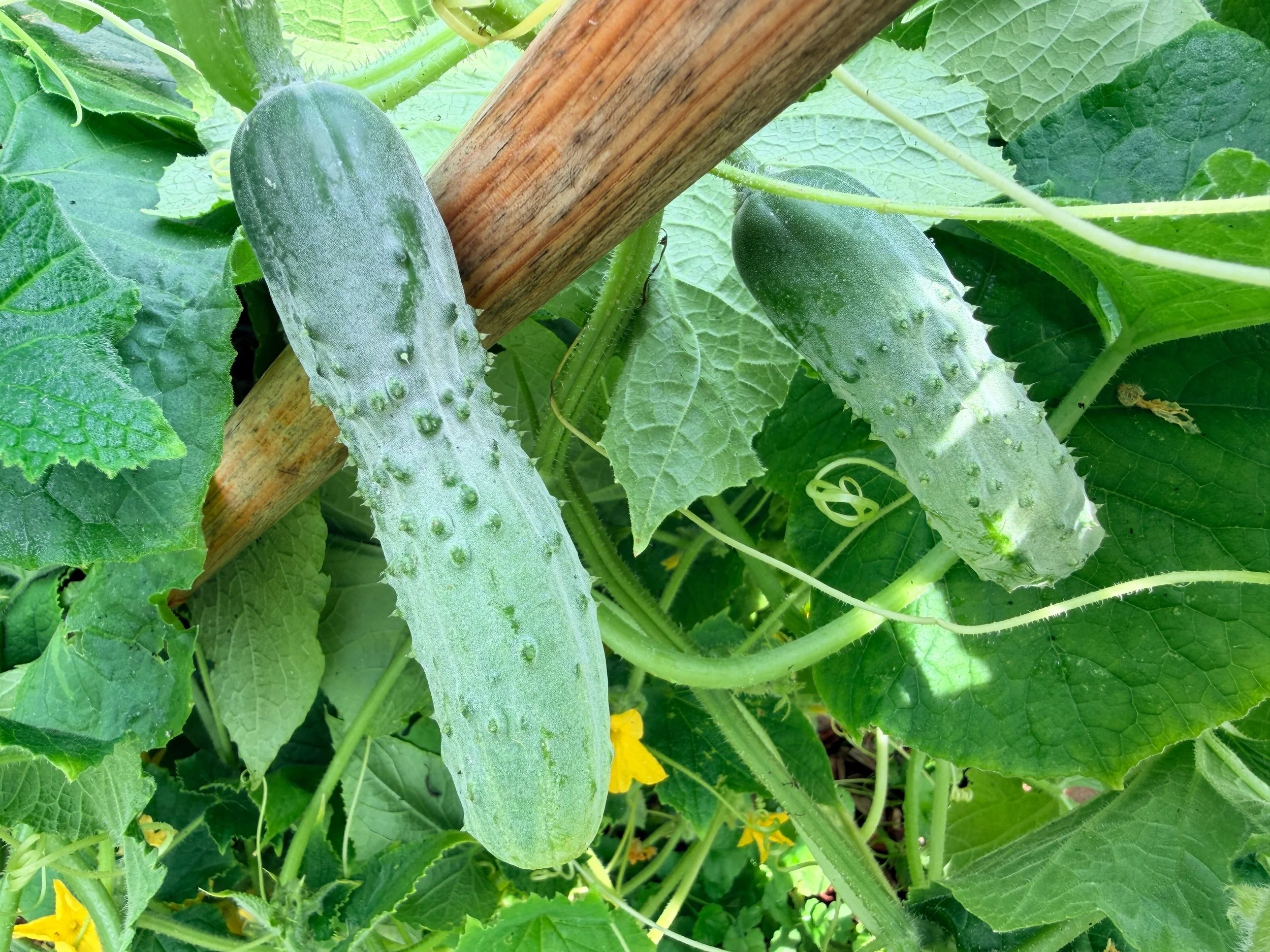 Close-up of green cucumbers growing on a vine with large green leaves.