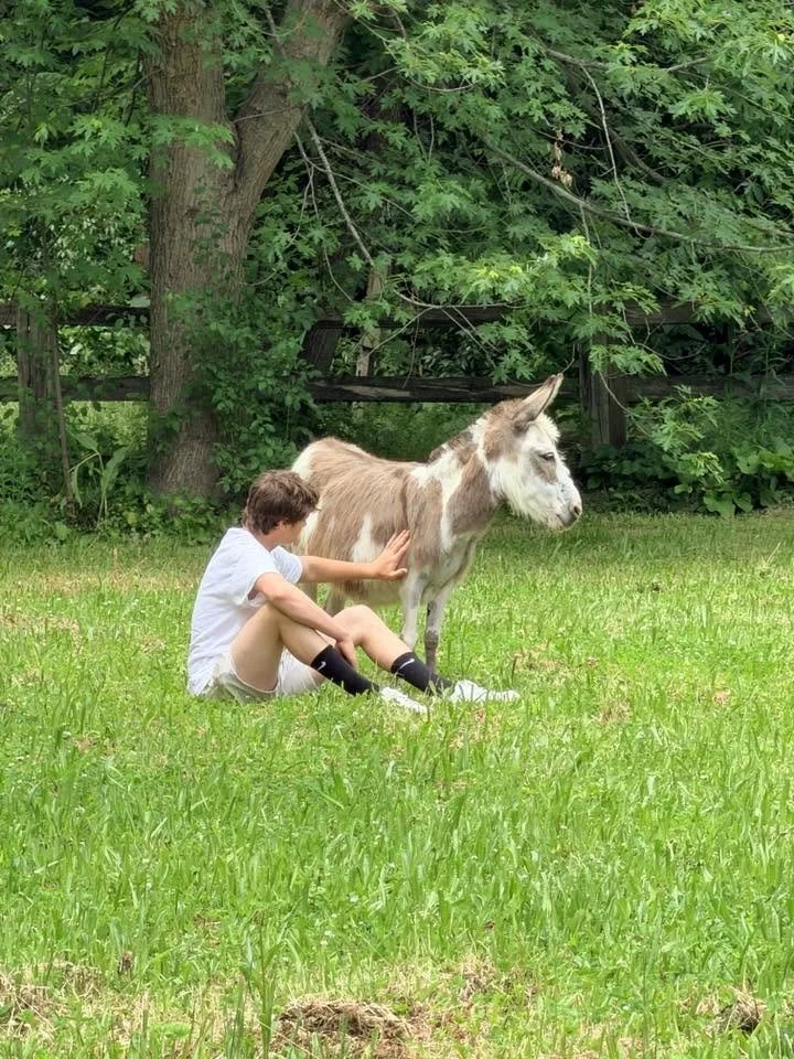 A boy sitting on green grass touching a donkey's side in a lush backyard with trees and a wooden fence.