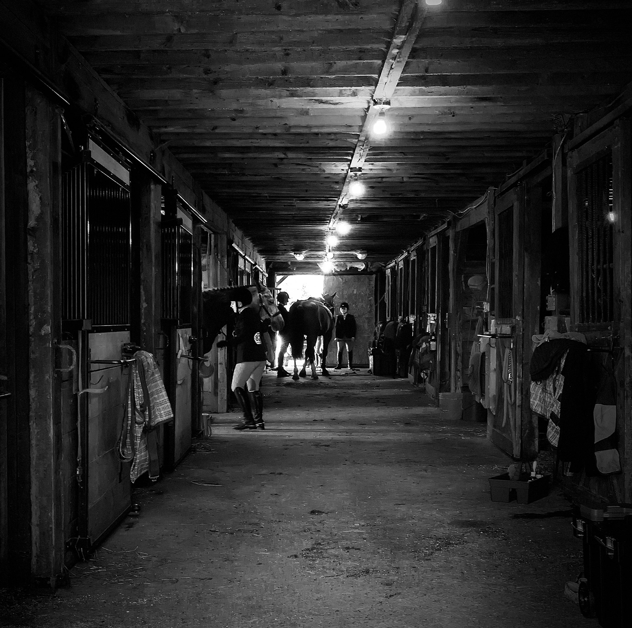 Black and white photograph of the interior of a barn or stable with animals, possibly cows, standing and lying on the dirt floor. The barn has wooden beams and a row of hanging lights running down the ceiling.