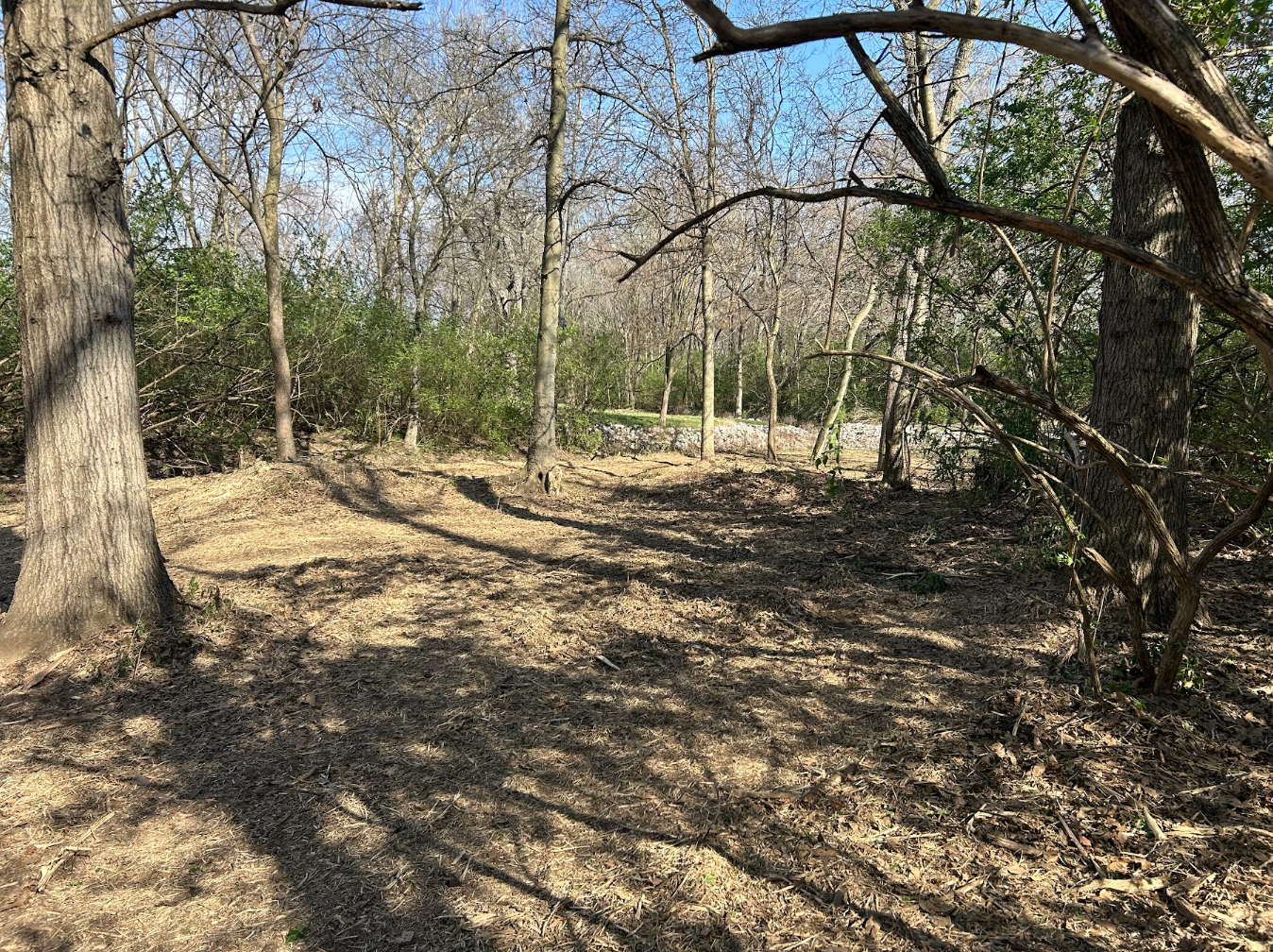 A wooded area with leafless trees, some green bushes, and a dirt path on a sunny day.