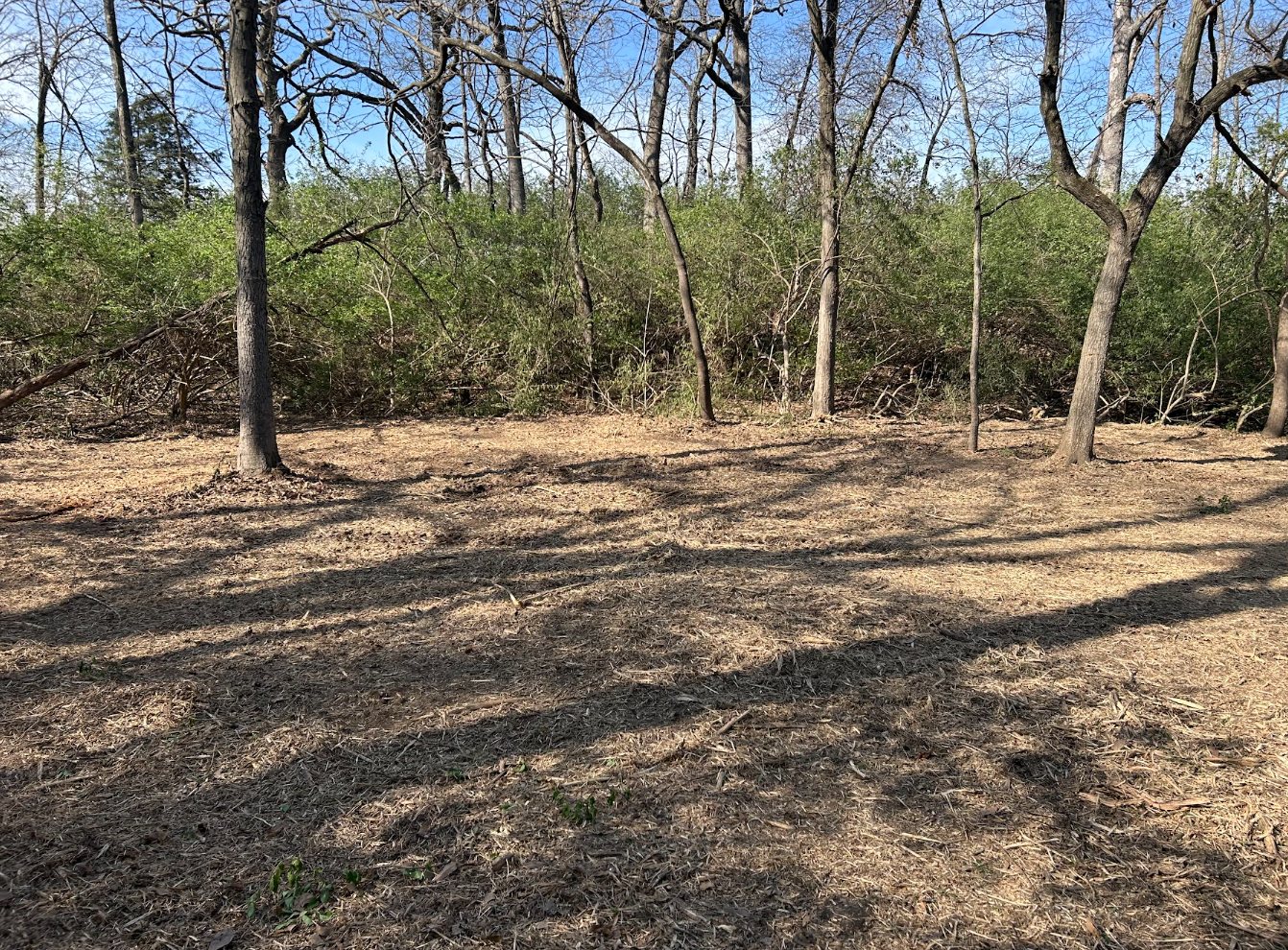 A wooded area with leafless and green trees, dry ground, and scattered shadows cast by the trees.