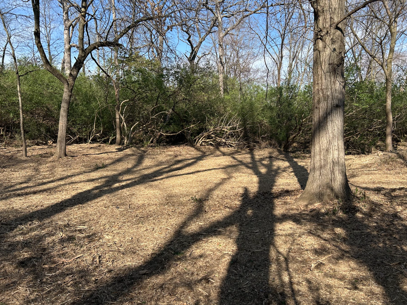 A wooded area with mostly leafless trees casting long shadows on the ground, under a clear blue sky.