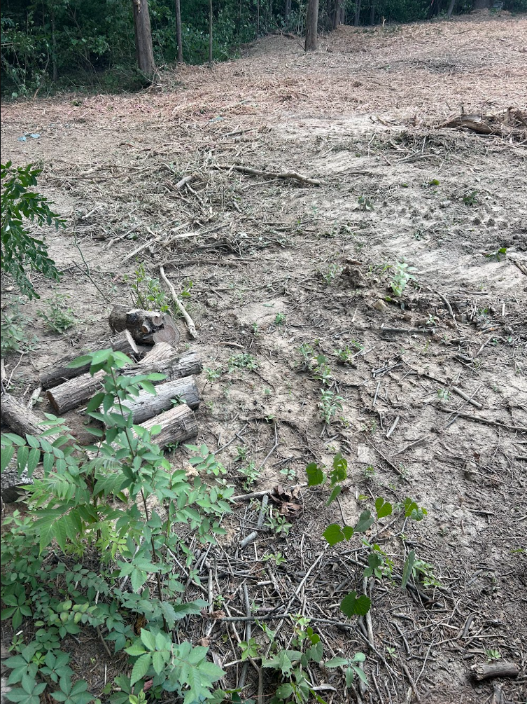 A dirt area with scattered small plants, a few tree logs and branches, and a few bushes along the edge, with a wooden fence in the background.