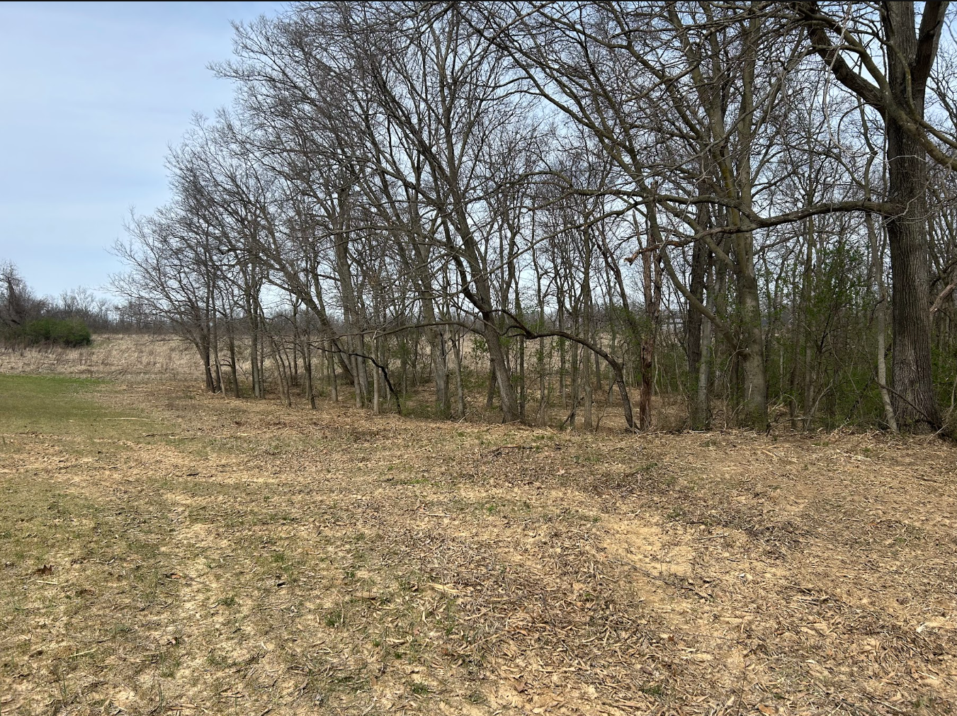 A landscape scene with leafless trees and dry ground, possibly early spring or fall, under an overcast sky.