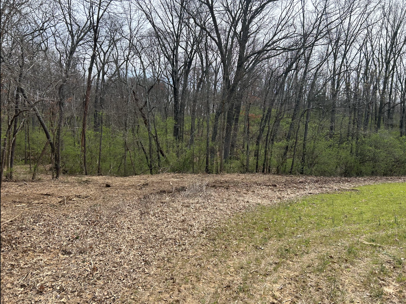 A wooded area with bare trees and some green bushes in the background, with a dirt and grassy clearing in the foreground.