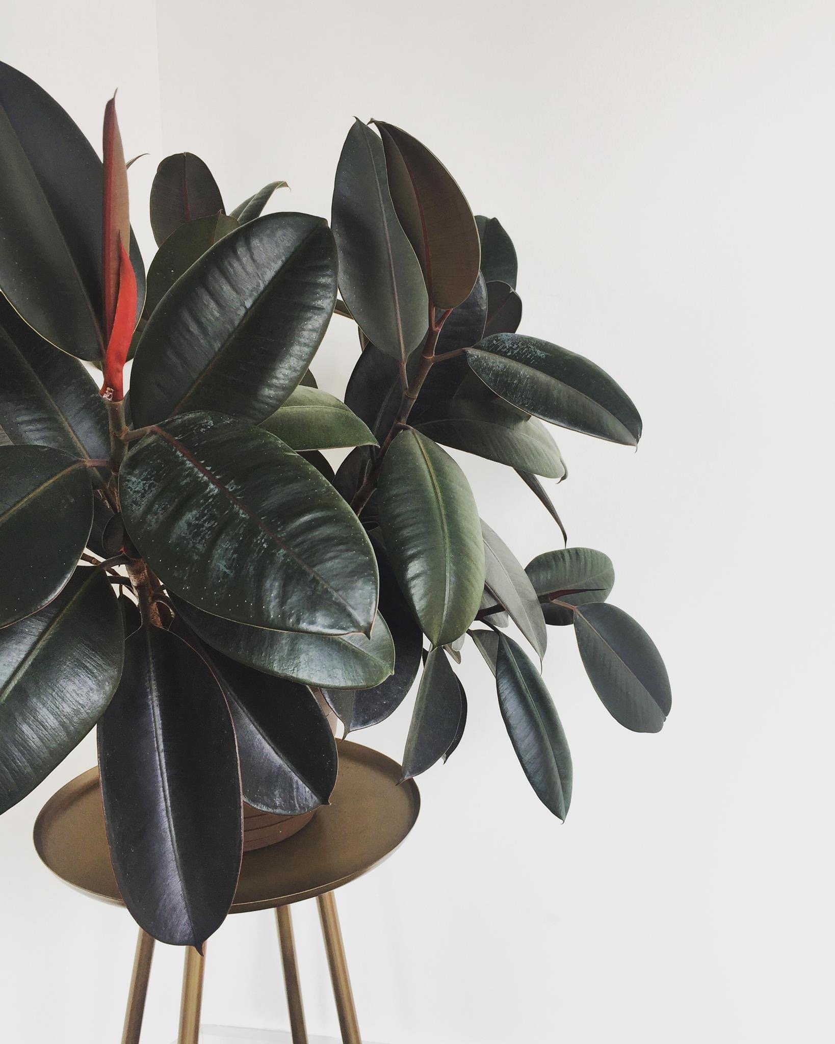 A potted rubber plant with large dark green and reddish leaves on wooden legs against a plain white background.