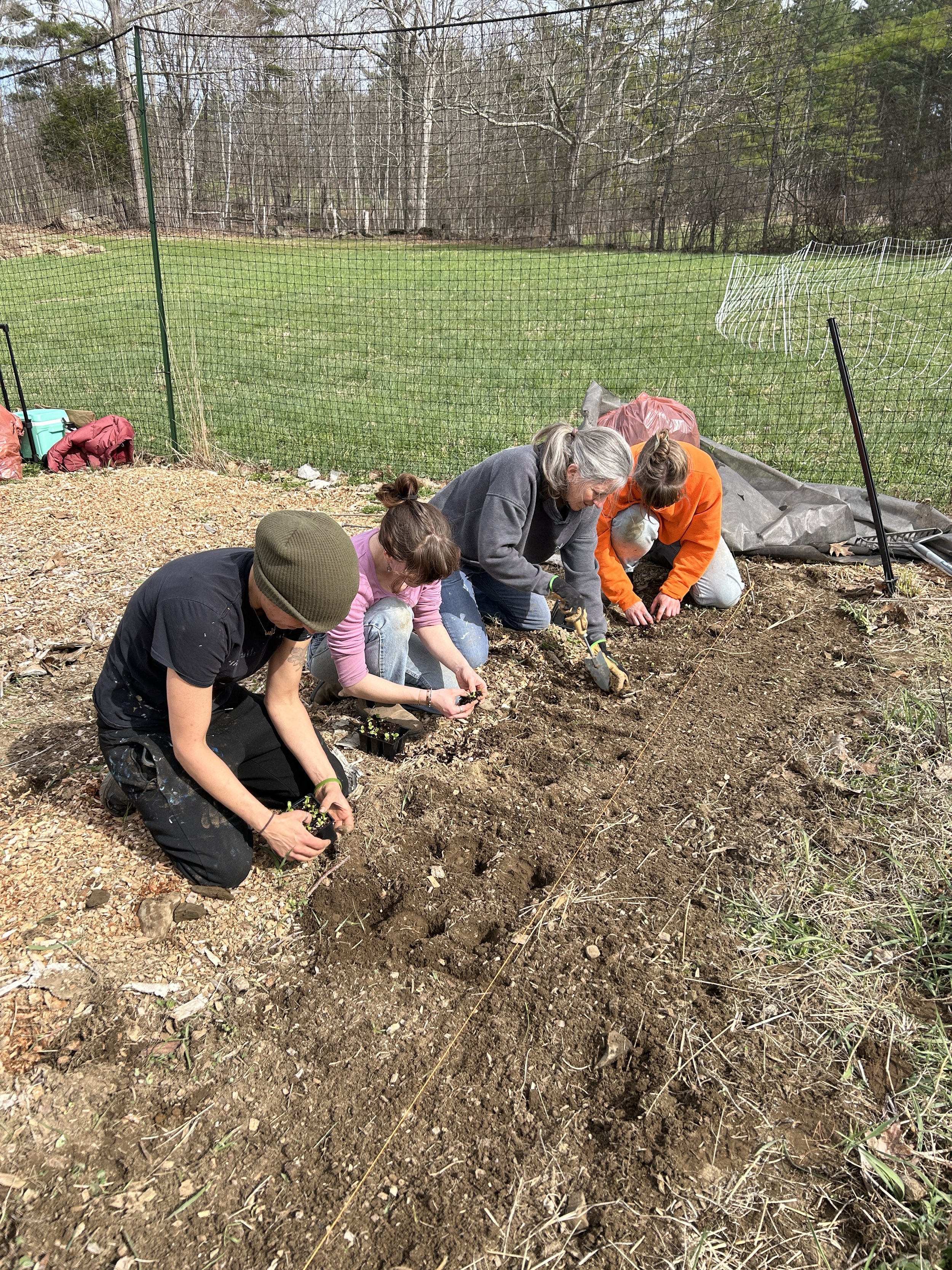 Four people are planting small plants in the dirt behind a green metal fence, with trees and a grassy field in the background.