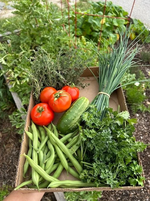 Fresh vegetables and herbs in a cardboard box, including tomatoes, cucumbers, green beans, chives, parsley, and thyme, on a garden bed.