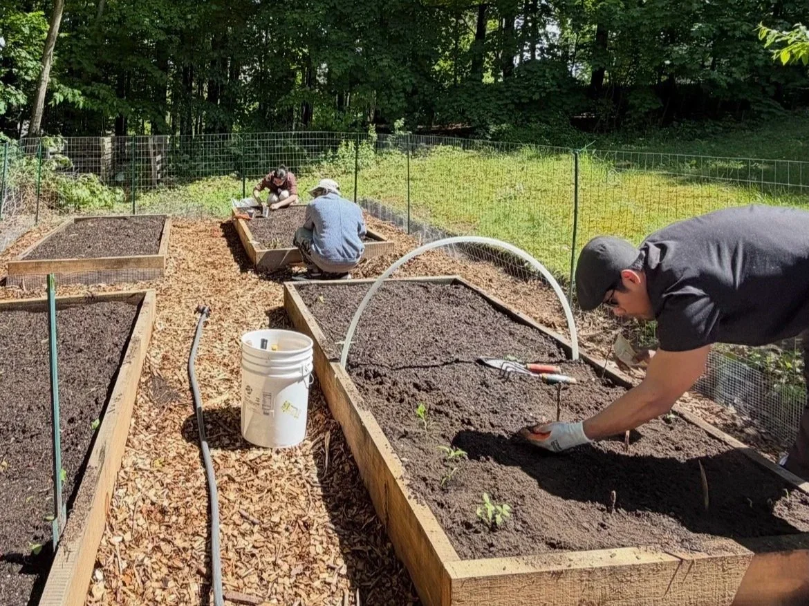 People planting small seedlings in wooden garden beds on a sunny day in a backyard garden.