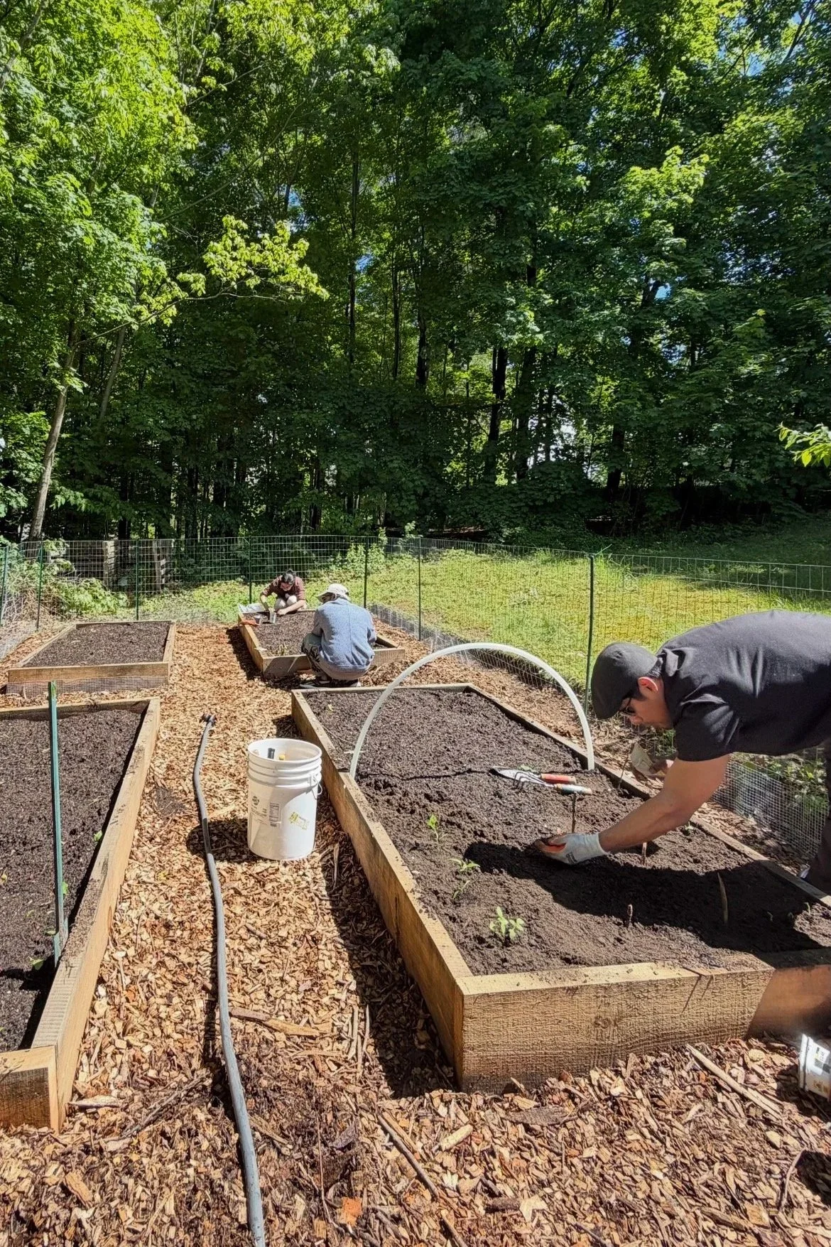 People planting seedlings in raised garden beds in a backyard with trees.