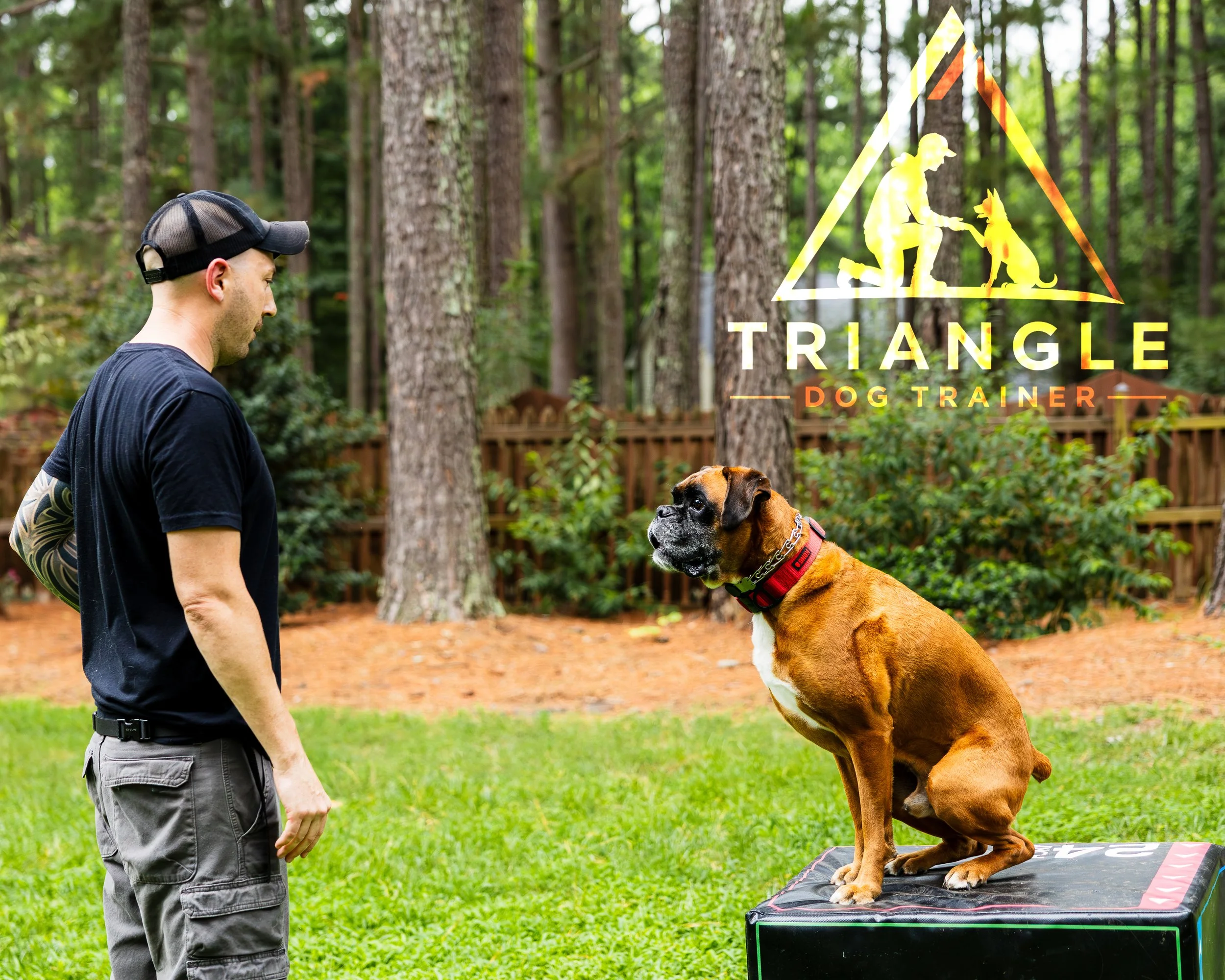 A man in a black baseball cap, black t-shirt, and gray cargo shorts is standing outdoors in a wooded area. A large brindle Boxer dog with a red collar is sitting on a platform, facing the man. There is a yellow and orange logo with the text "TRIANGLE DOG TRAINER" on the right side of the image.