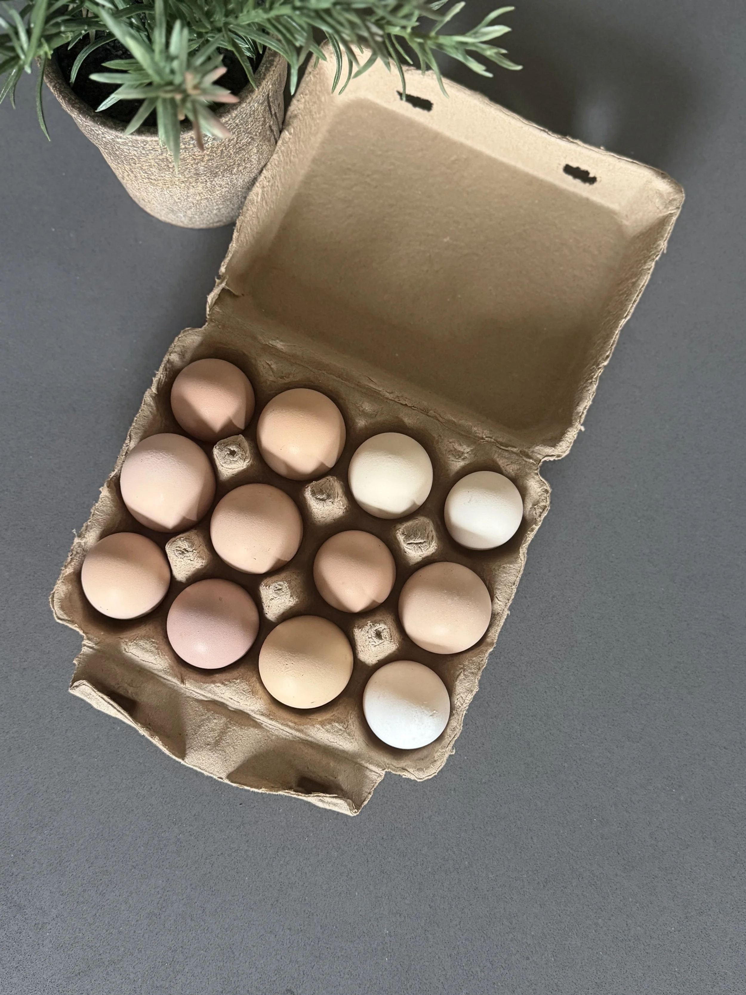 Fresh Eggs