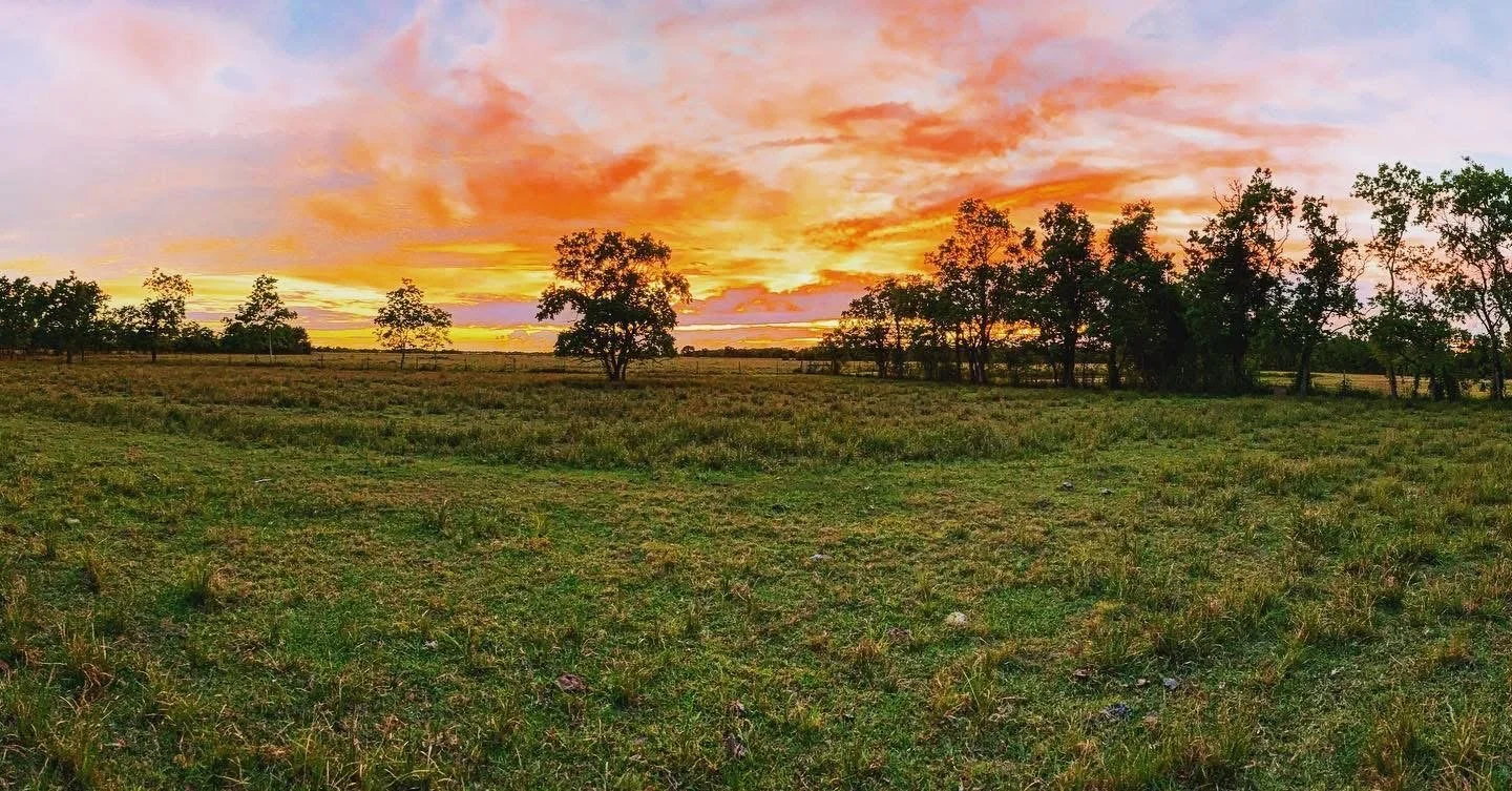 Sunset over a grassy field with scattered trees and colorful clouds in the sky.