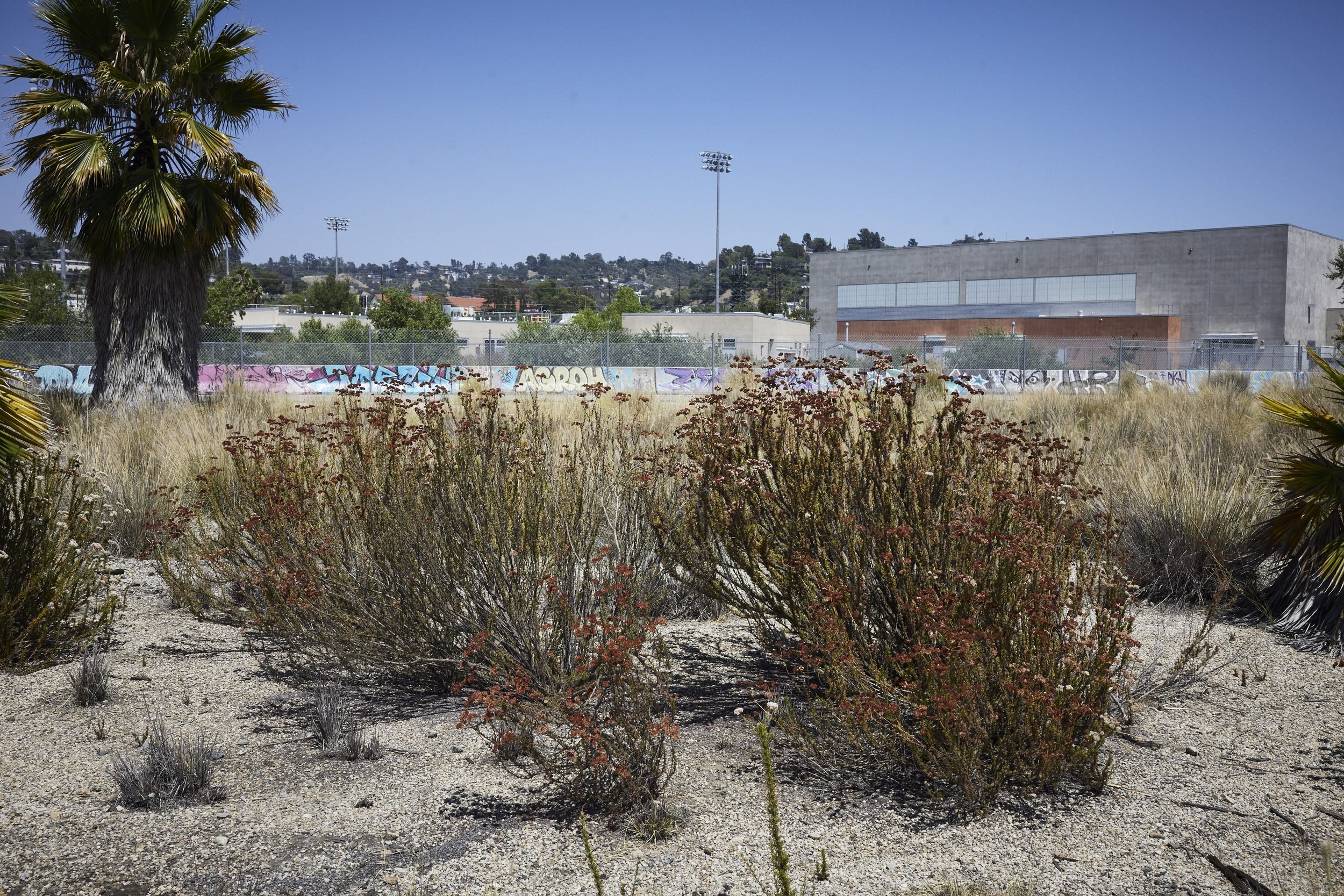 Dry shrubland with dead vegetation in foreground, industrial buildings and graffitied wall in background under clear sky.