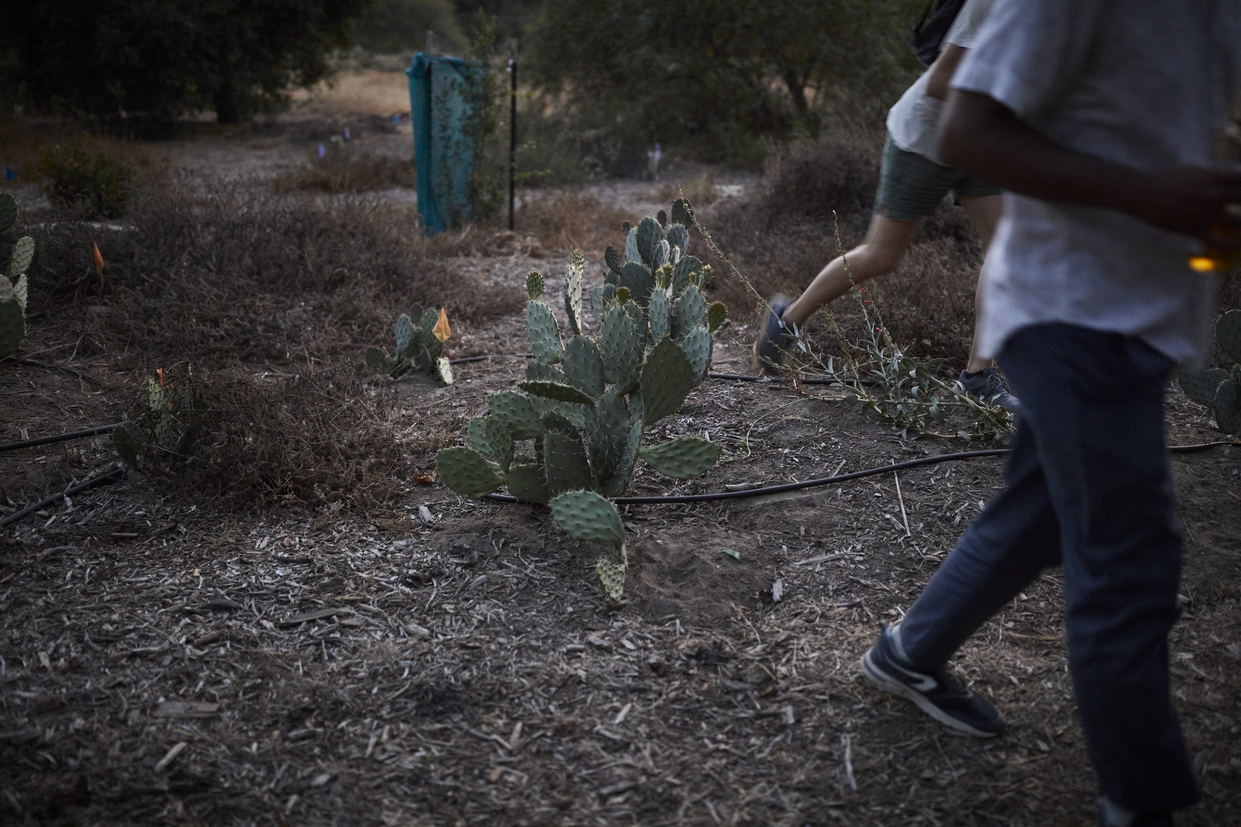 Person's hand reaches toward a prickly pear cactus in a dry, desert garden with drip irrigation.