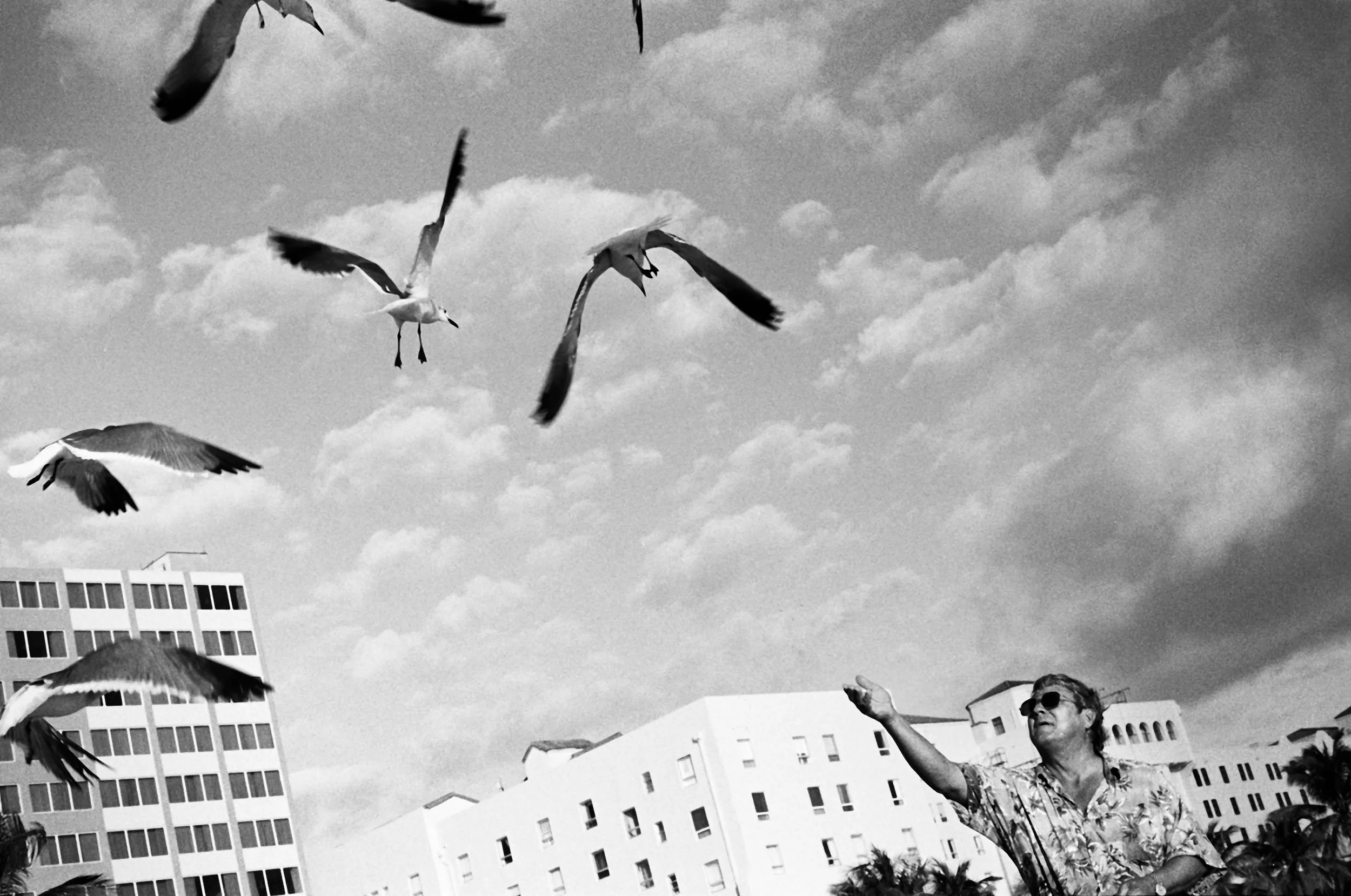 Man feeds seagulls, Hollywood Beach, Florida.