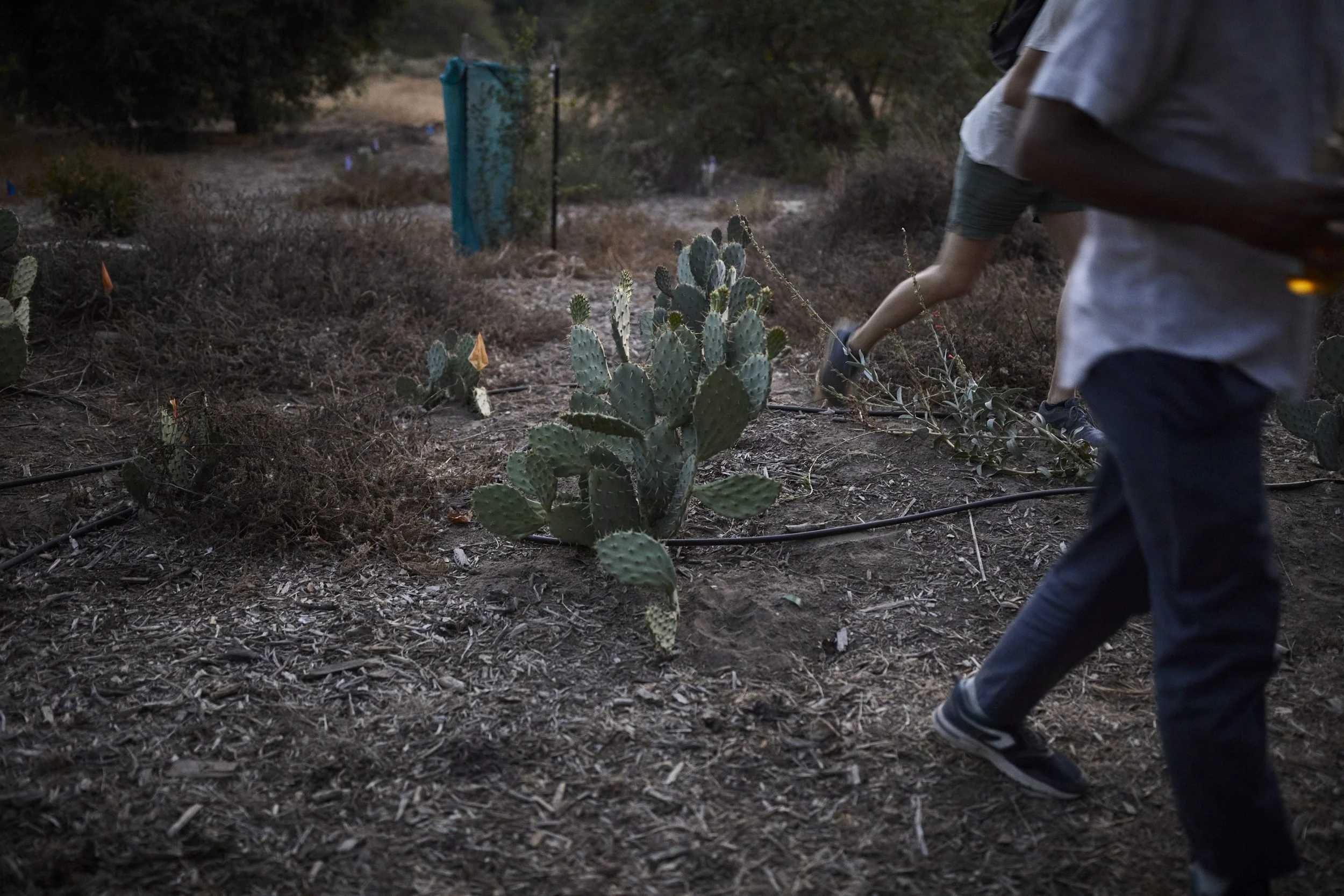 Person in white shirt tends to prickly pear cactus plants in a dry garden with drip irrigation.