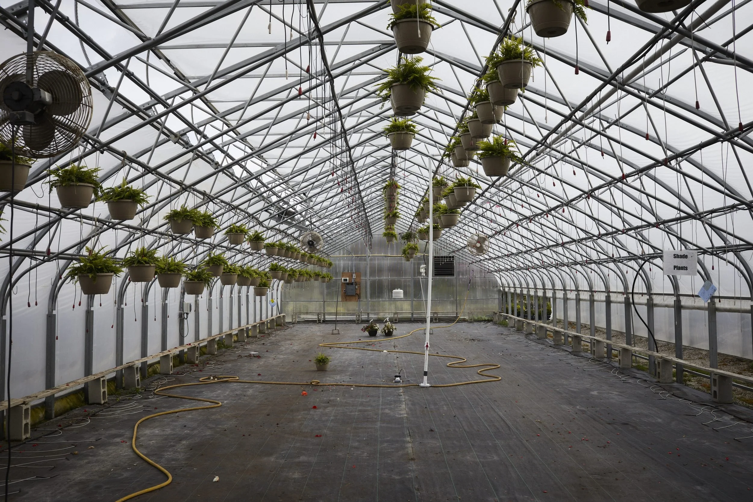 Empty greenhouse interior with hanging potted plants, metal framework, and yellow hoses on the floor.